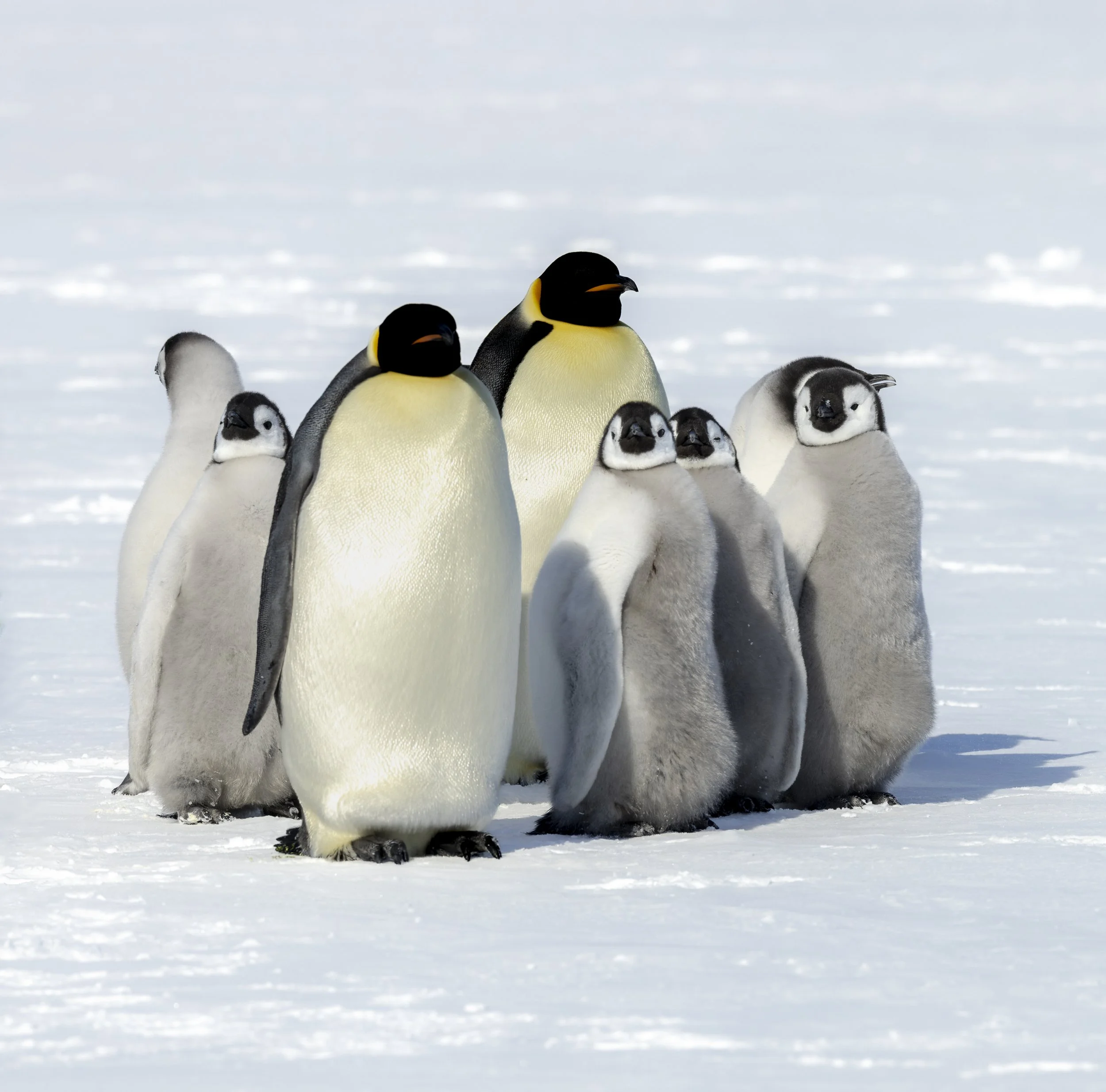 Emperor Penguins, Lazarev Colony