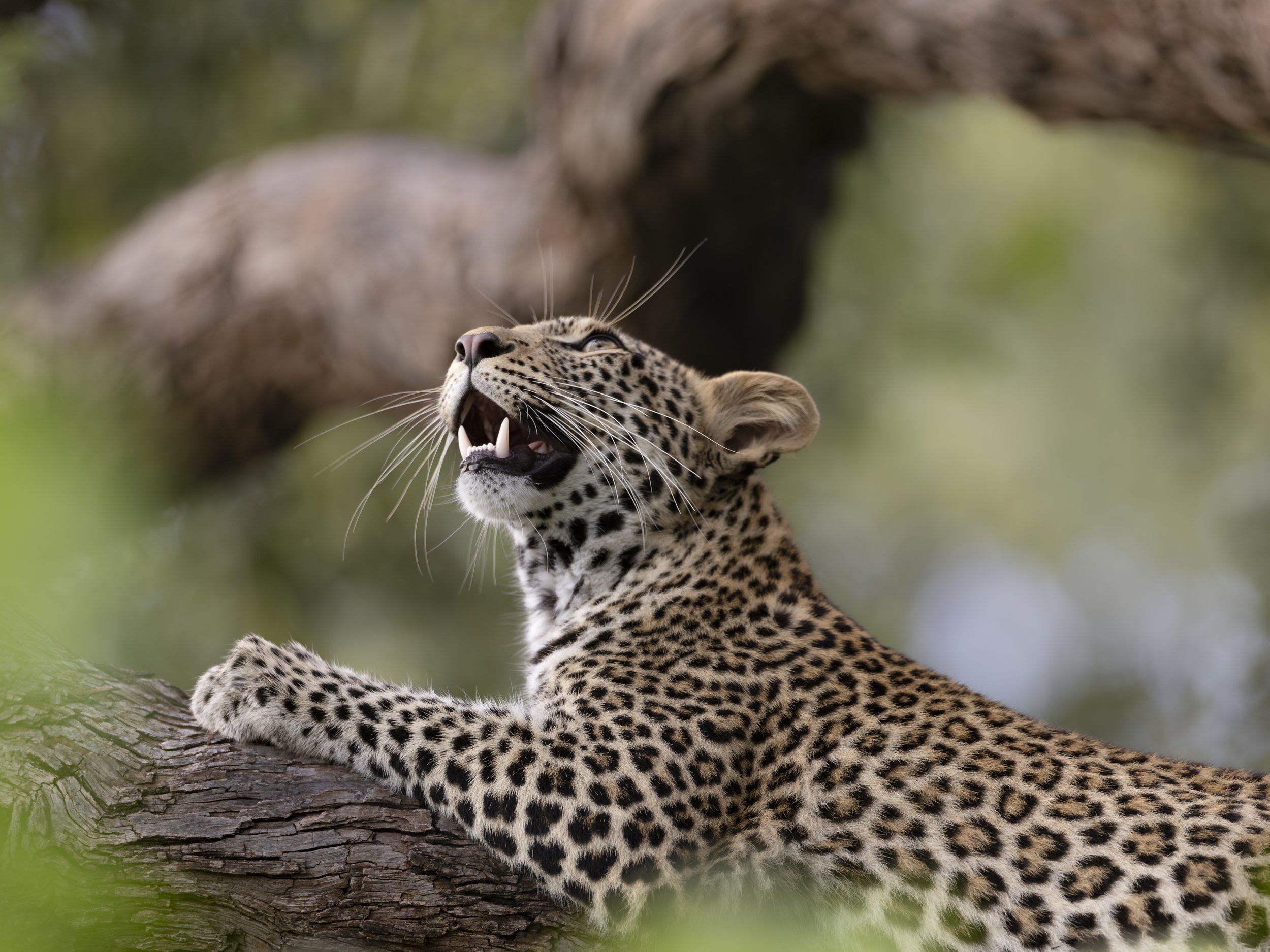 Young female leopard