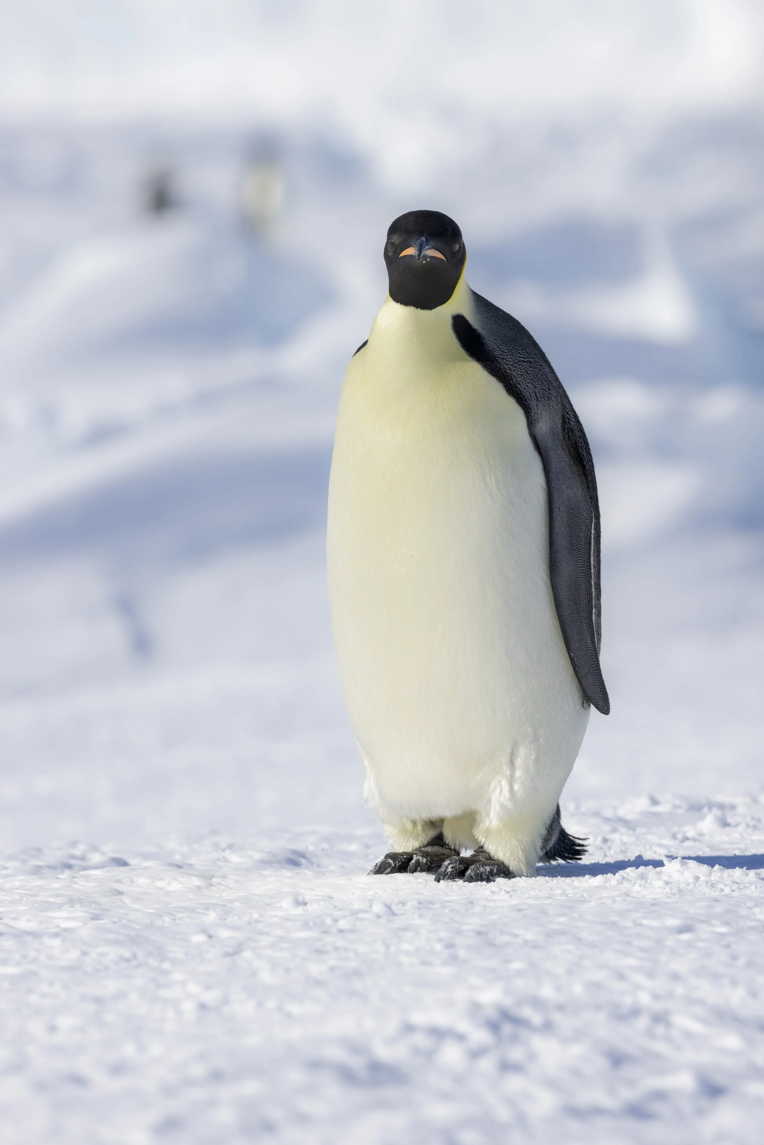 Emperor Penguin, Astrid Colony