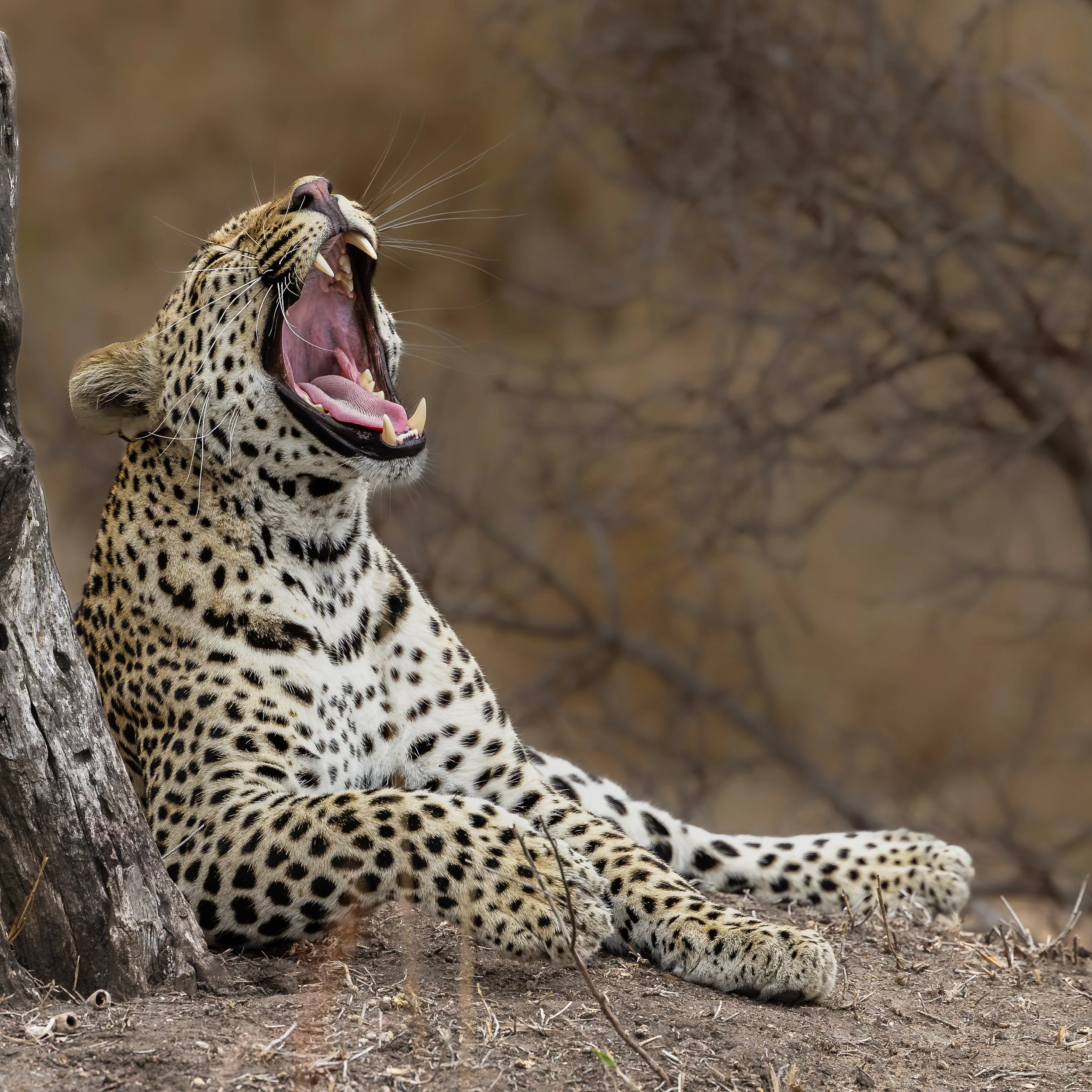 Elephant Plains-GAK-1833.jpg