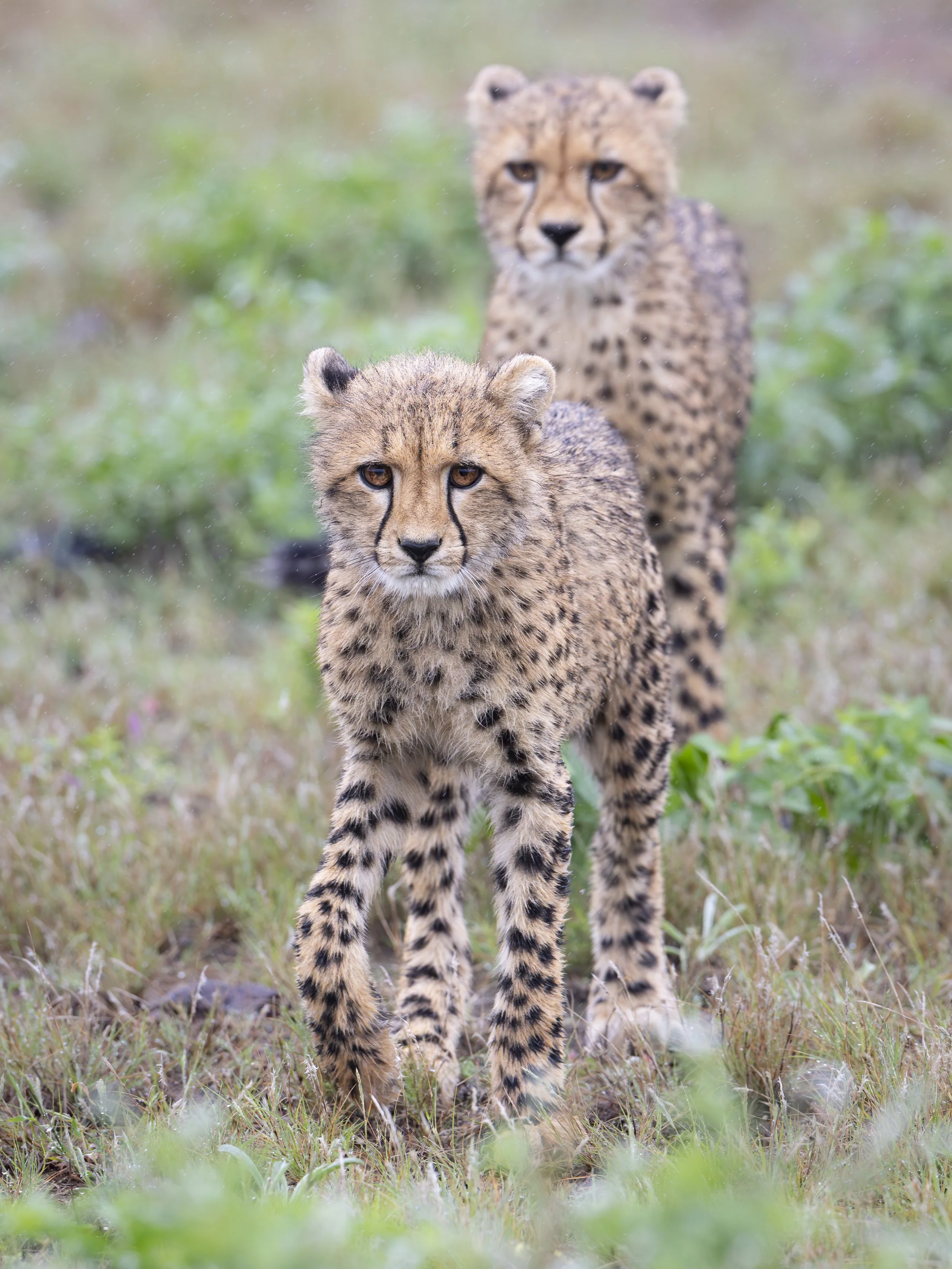 Cheetah siblings