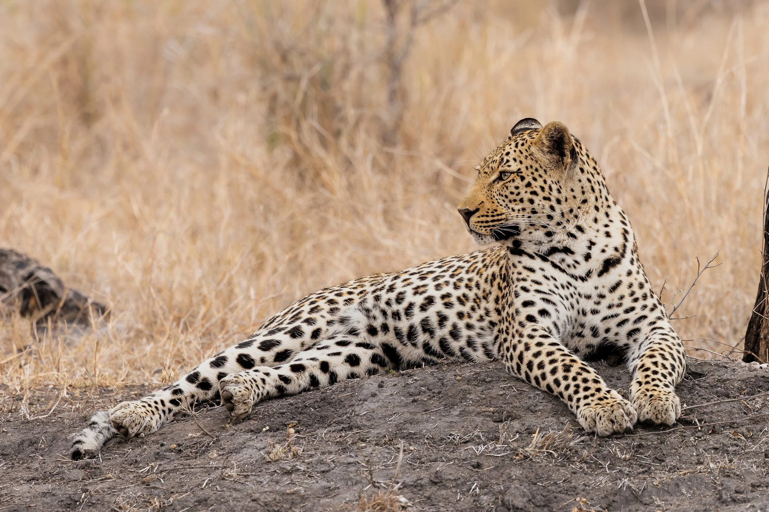 Sabi Sands, South Africa