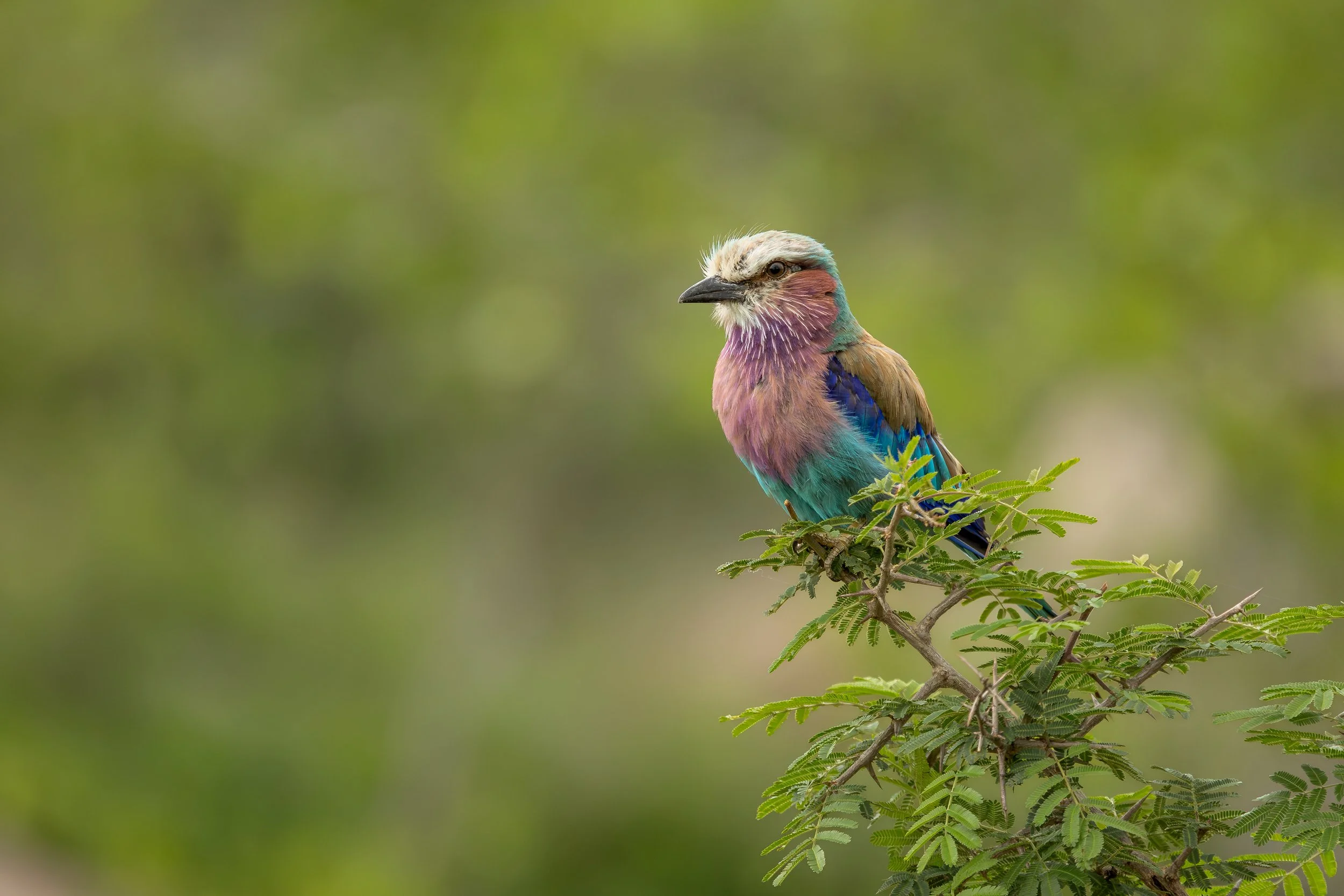 Lilac-breasted Roller - Kruger National Park,  South Africa 