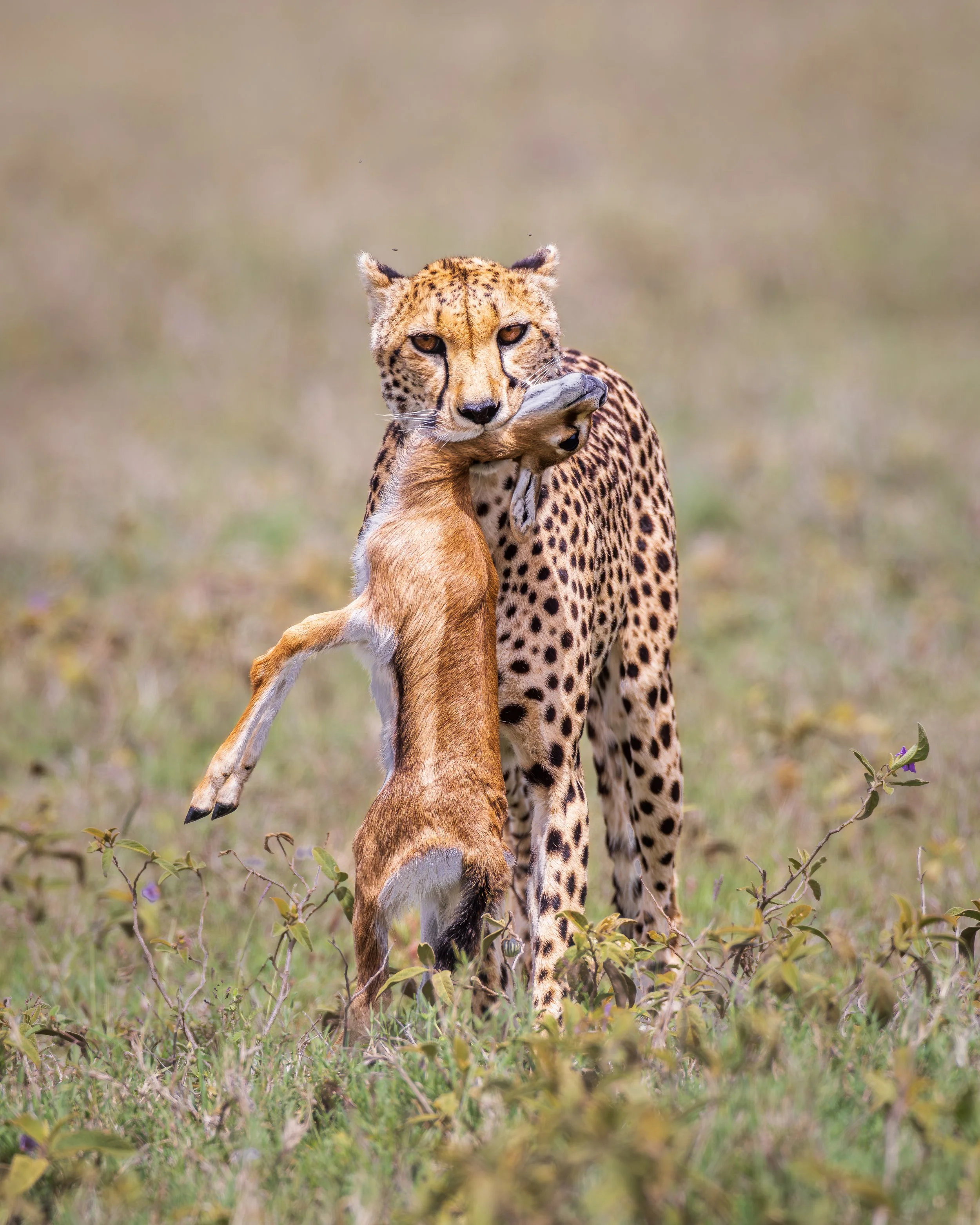 Cheetah with Thomson's gazelle kill