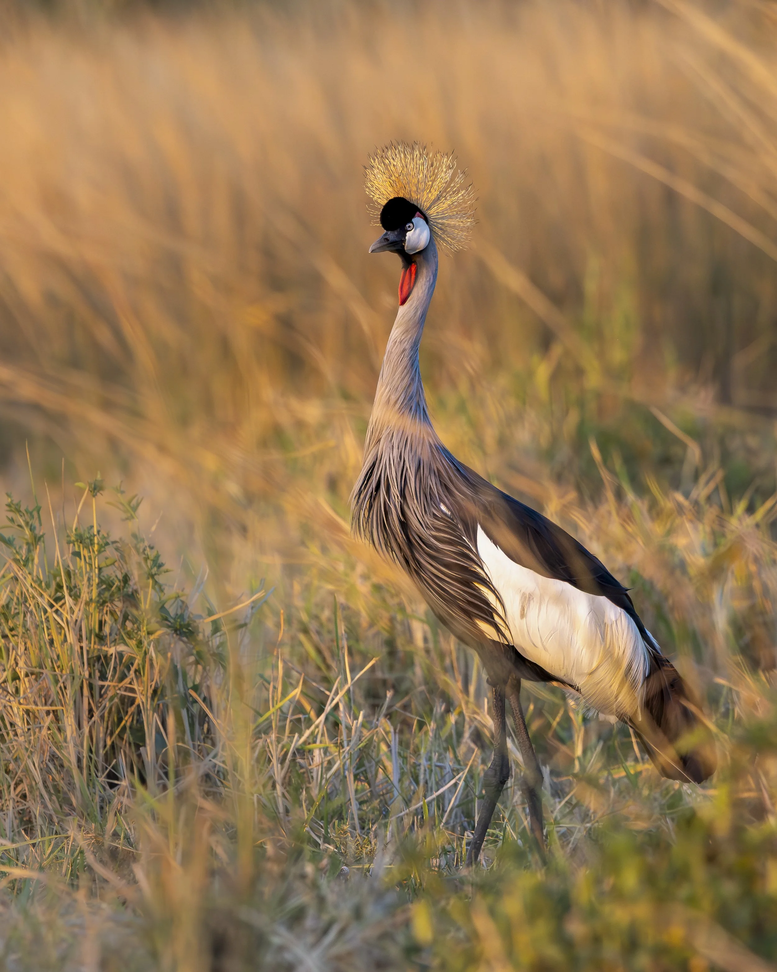 Grey Crowned Crane