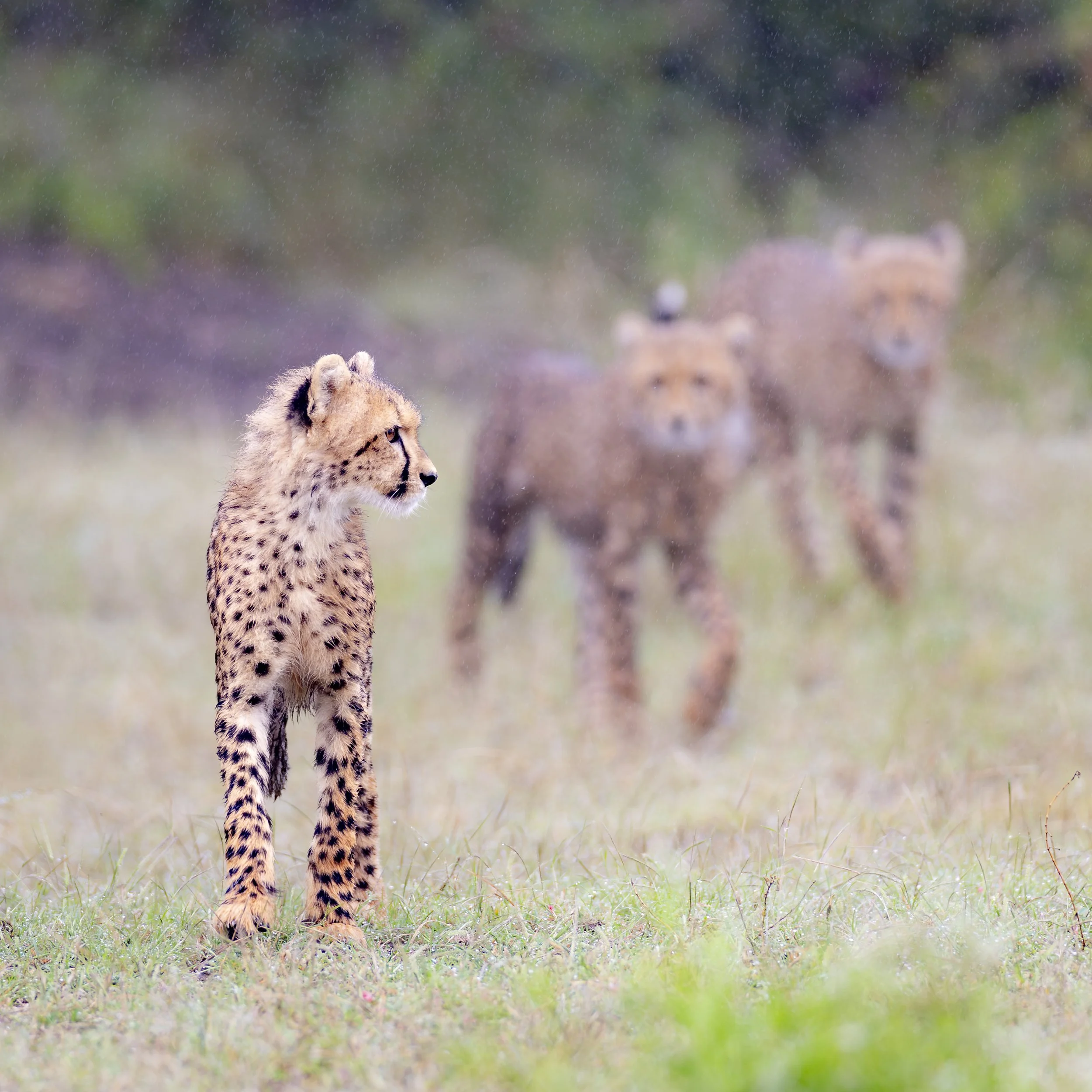 Cheetah siblings