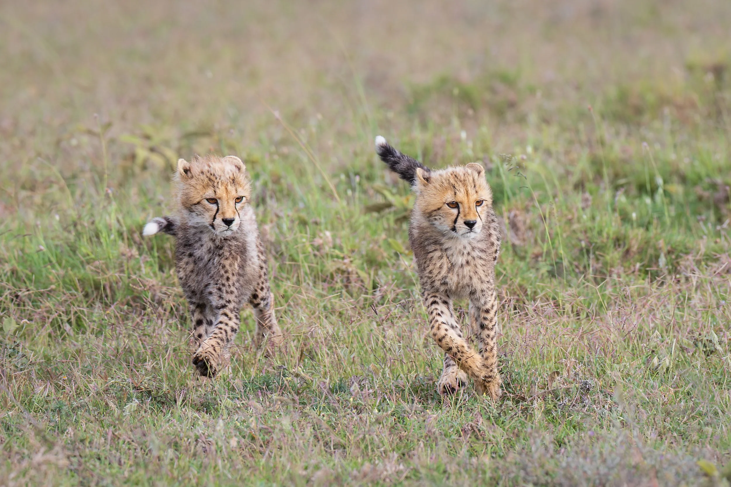 Cheetah cubs