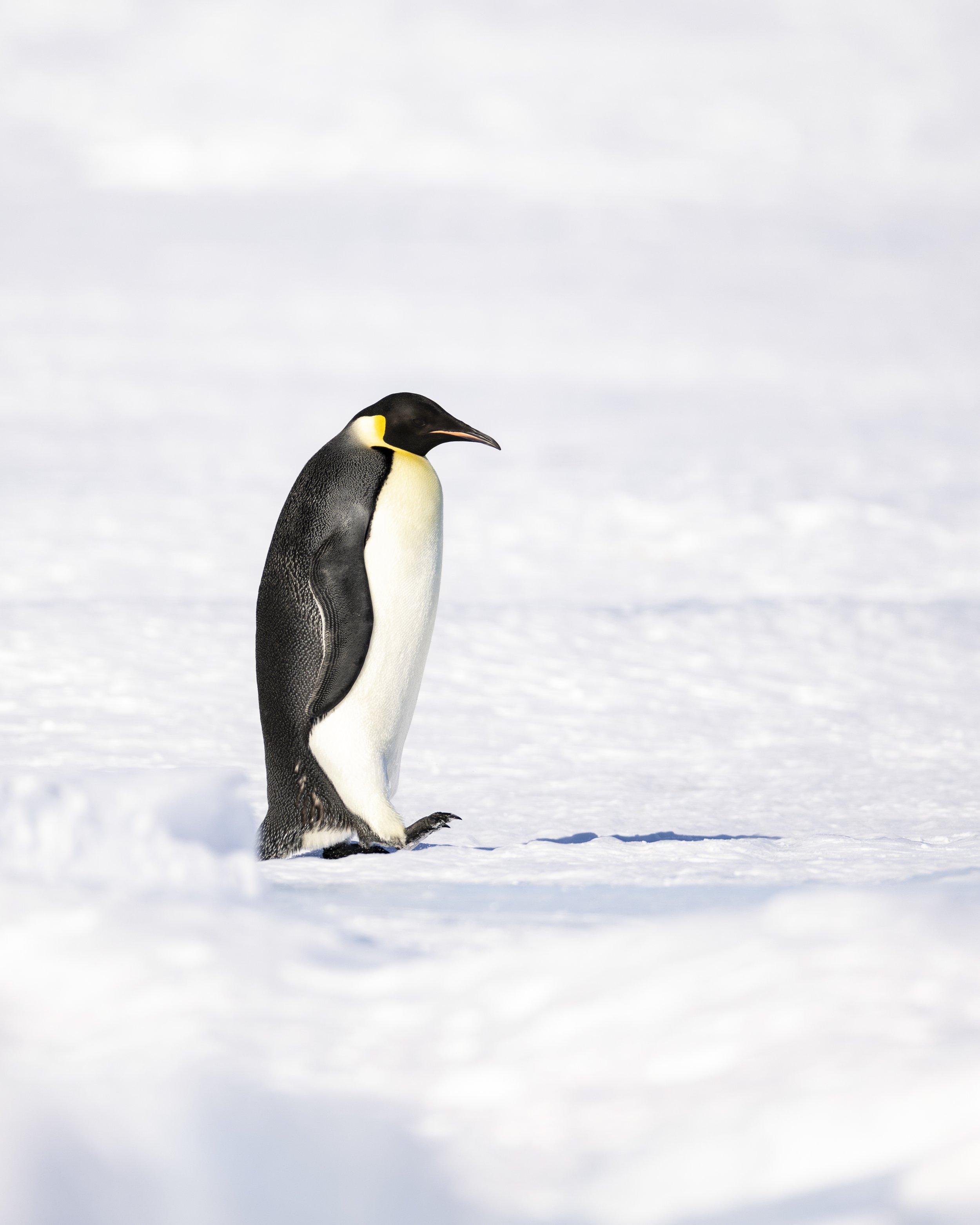 Emperor Penguin, Astrid Colony