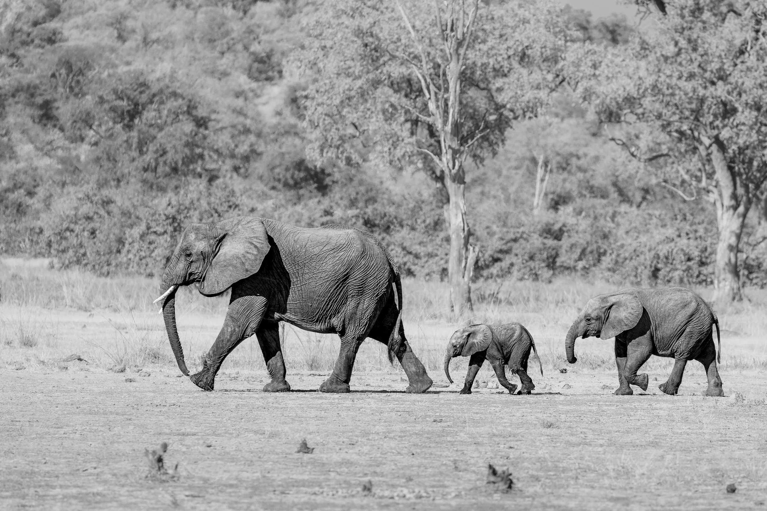 Elephants - South Luangwa, Zambia