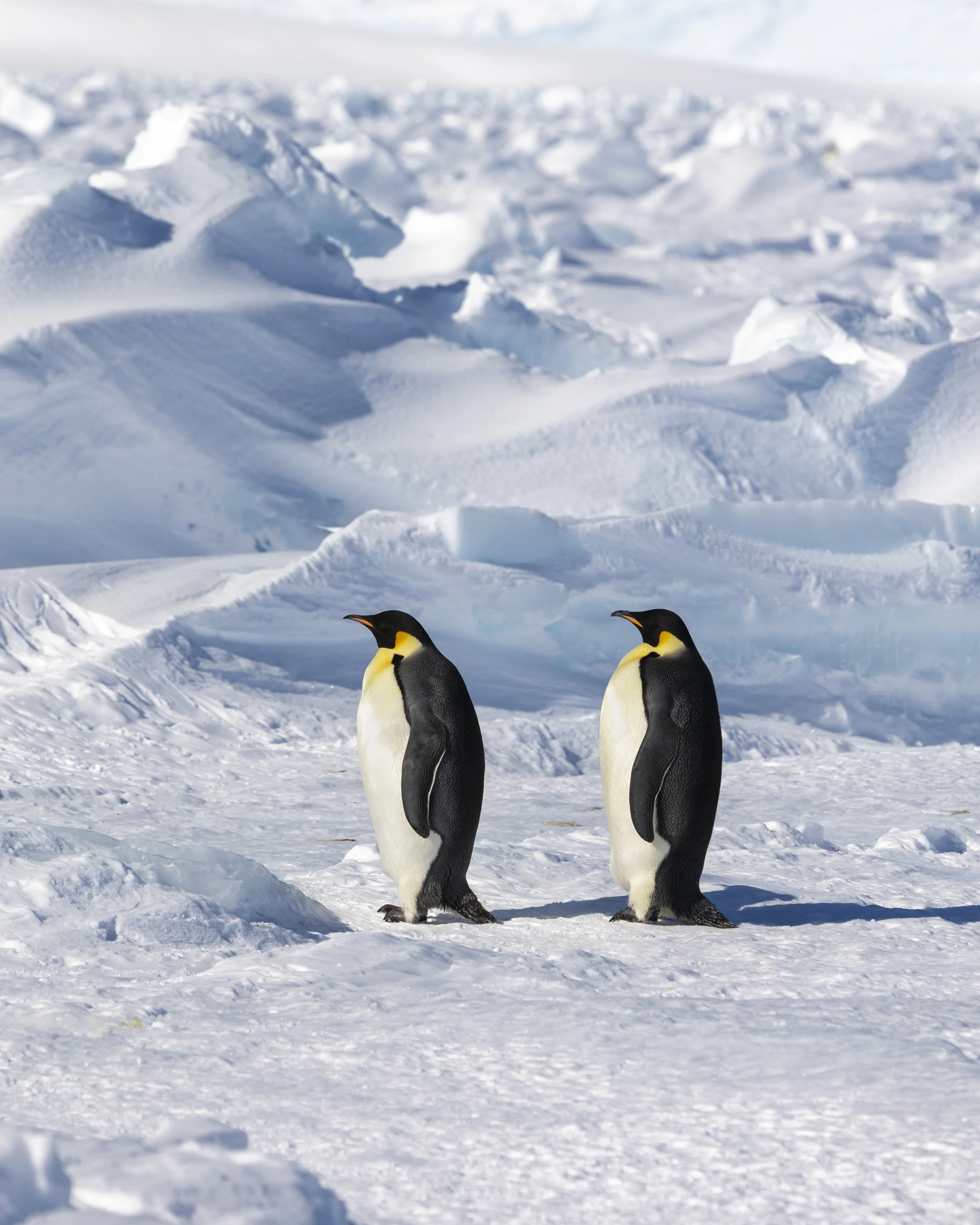 Emperor Penguins, Astrid Colony