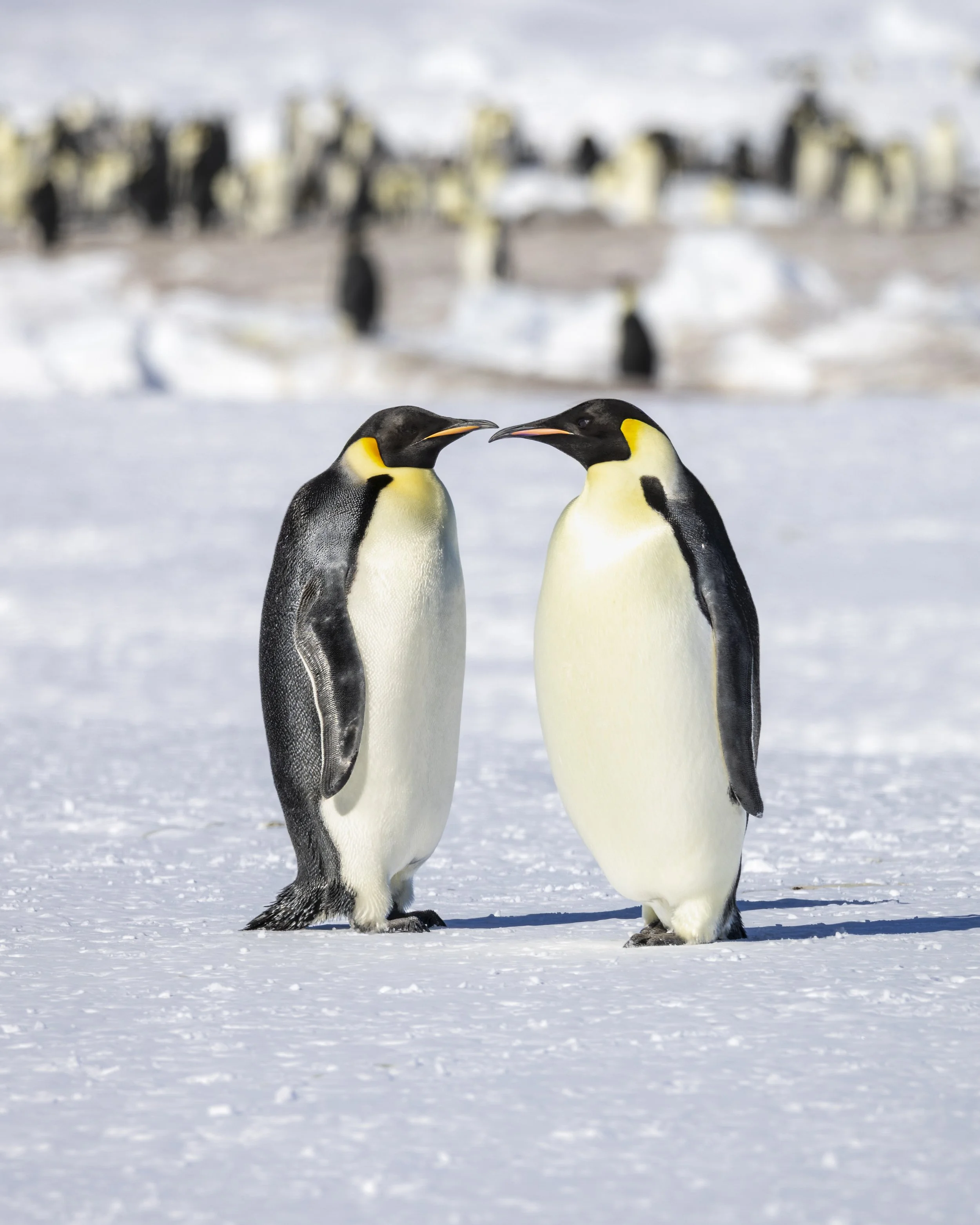 Emperor Penguins, Astrid Colony