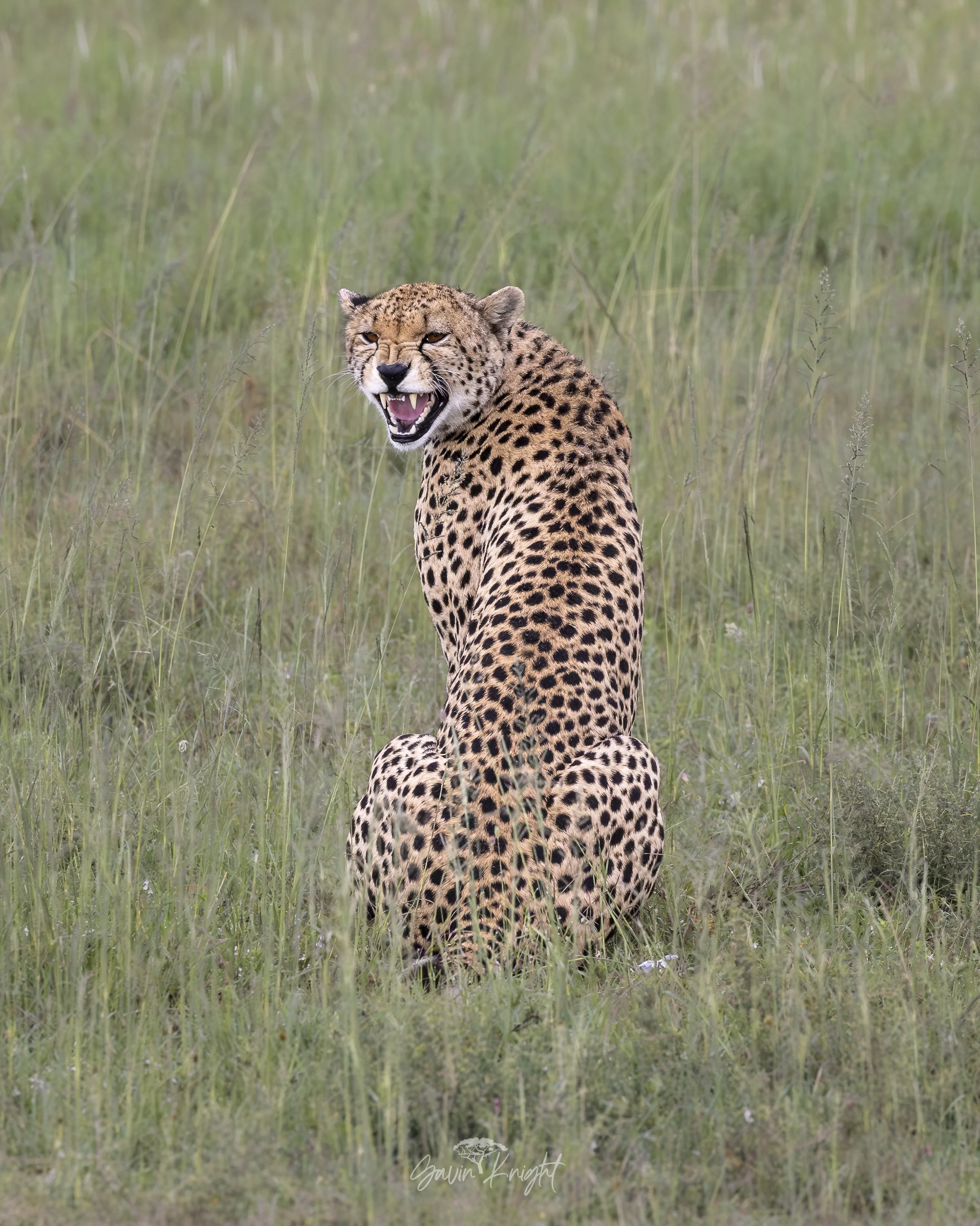 Cheetah