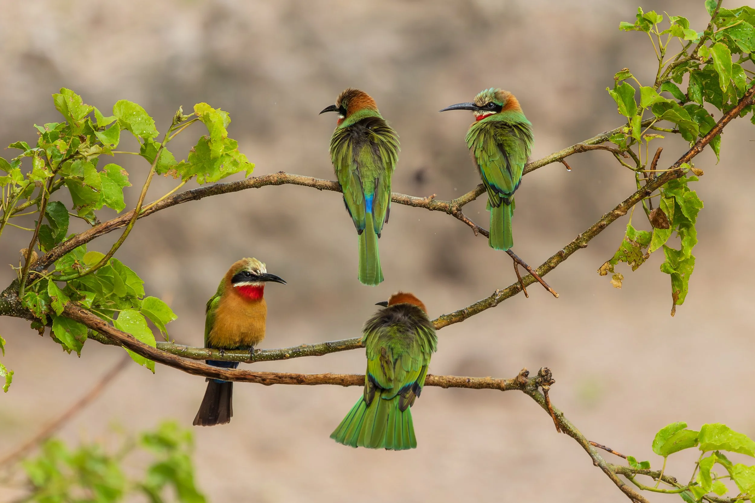 Chobe, Botswana