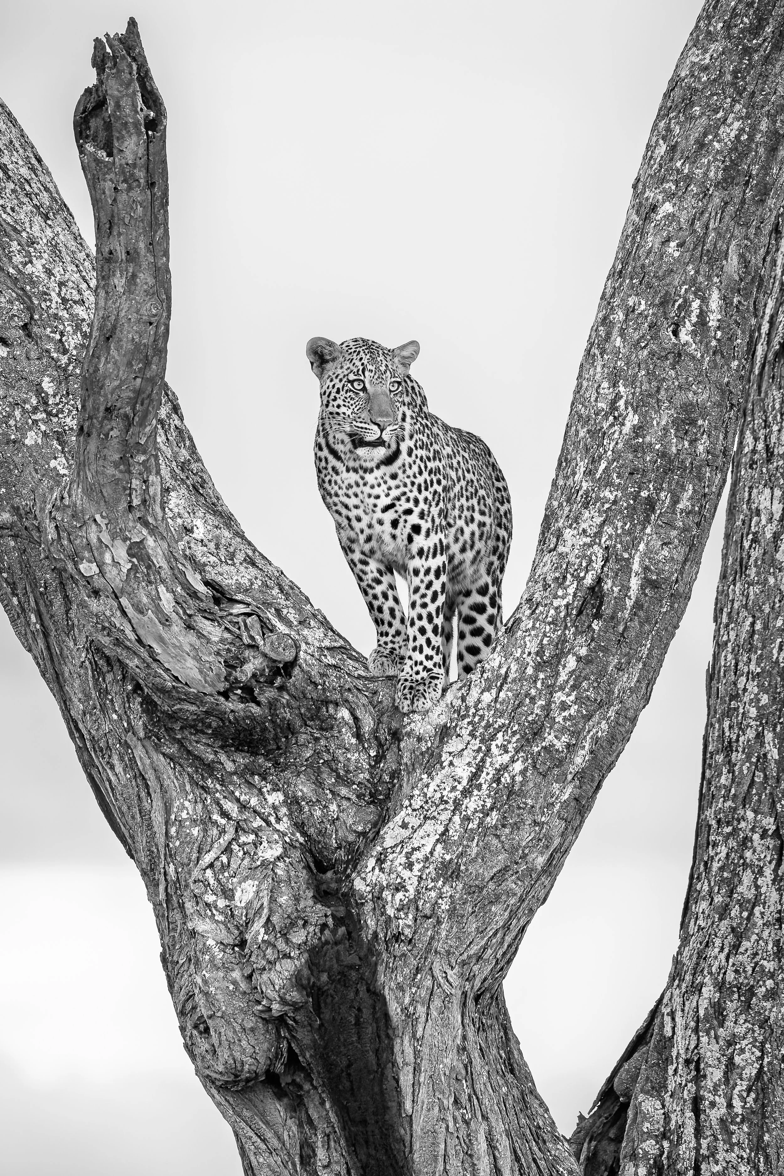 Leopard - Serengeti National Park, Tanzania