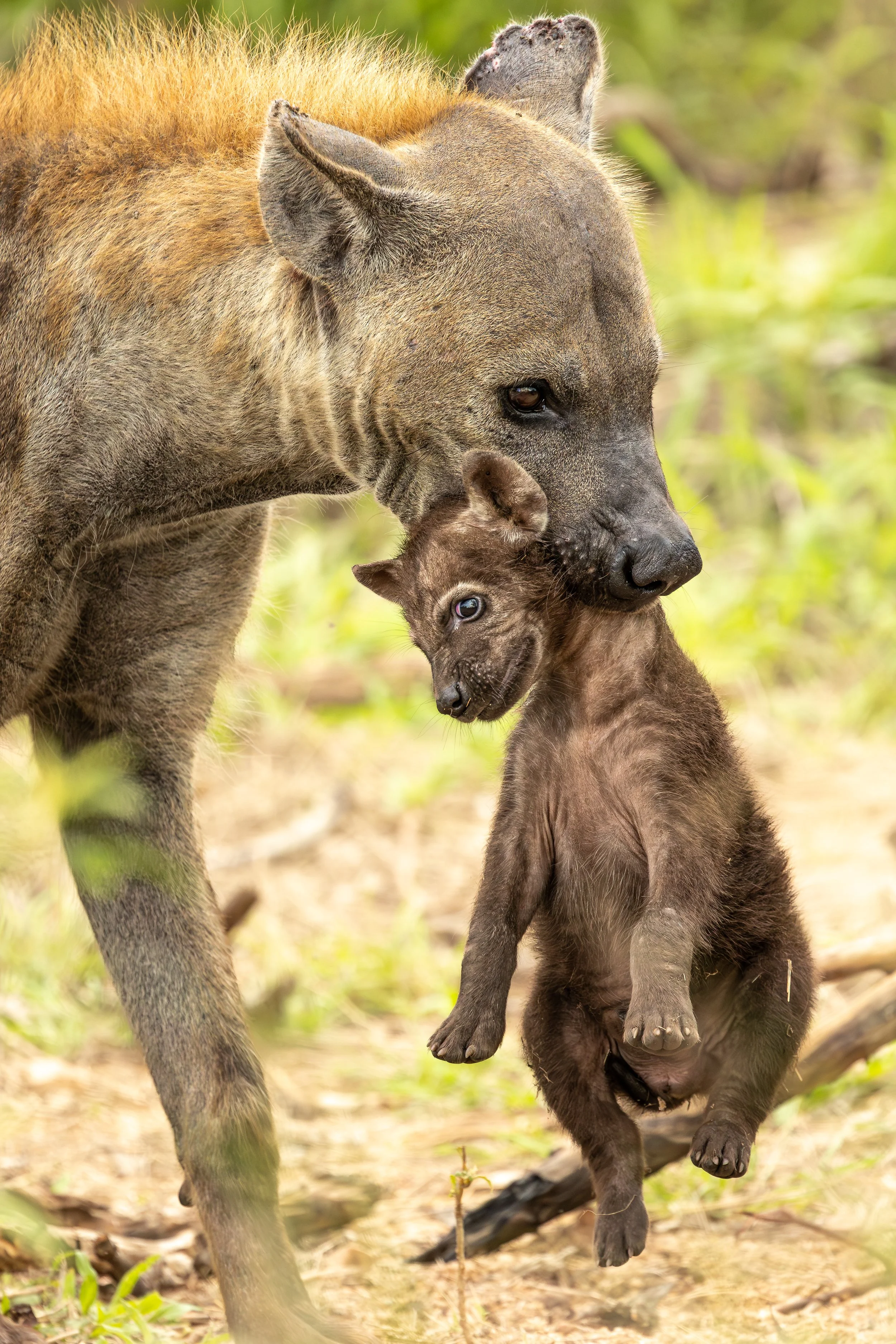 Hyena with cub - Kruger National Park, South Africa 