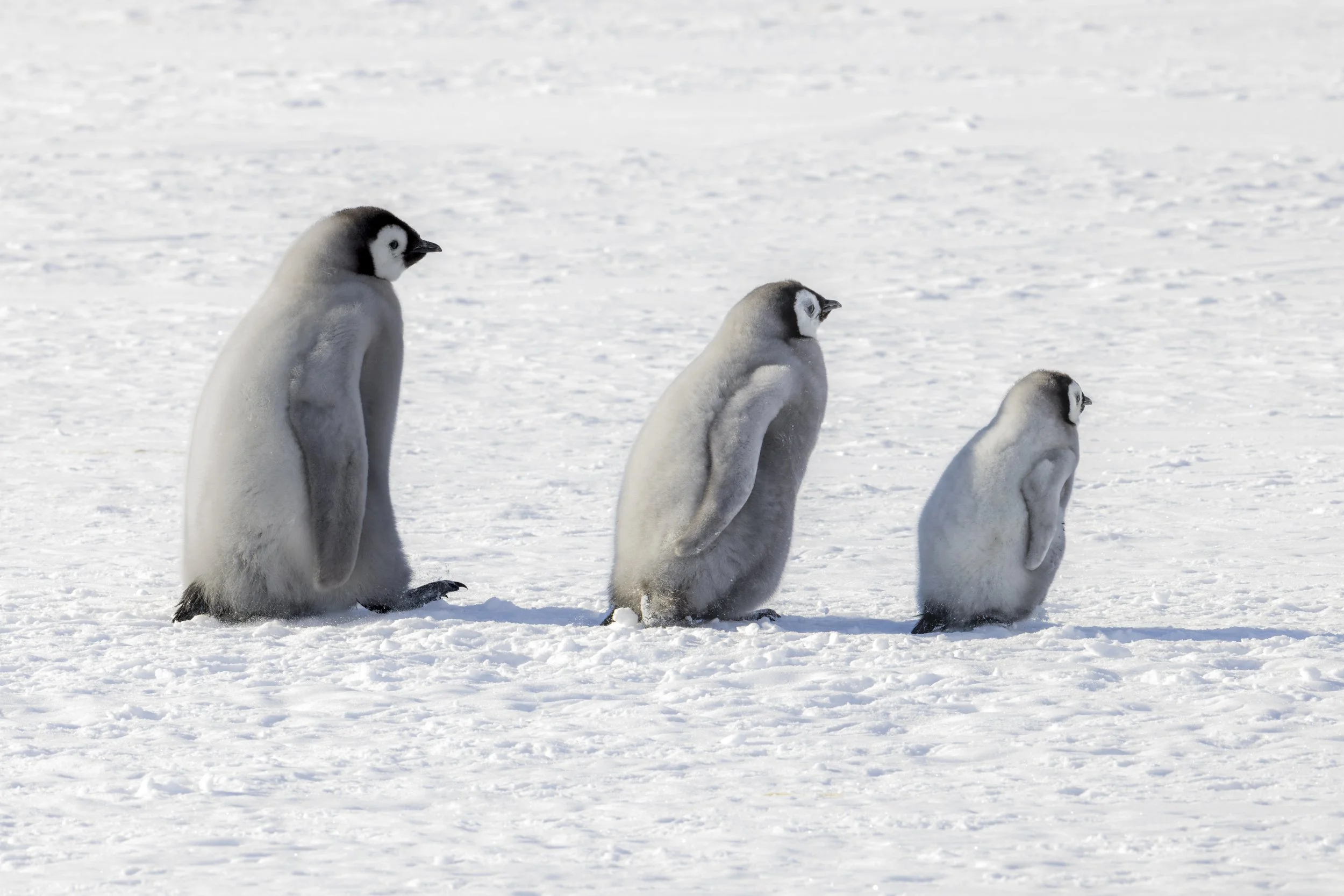 Emperor Penguins, Lazarev Colony