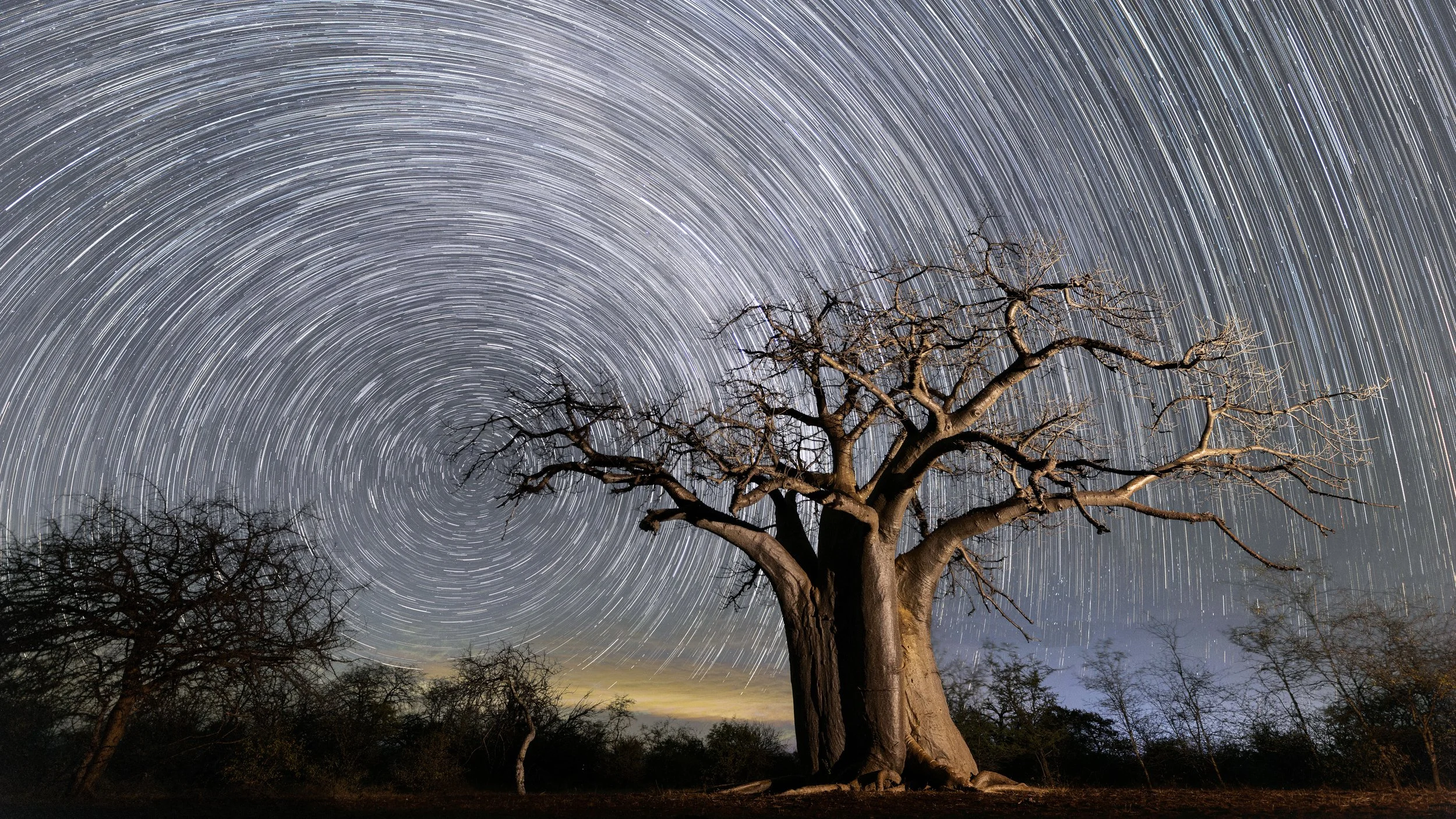 Baobab tree - Limpopo, South Africa