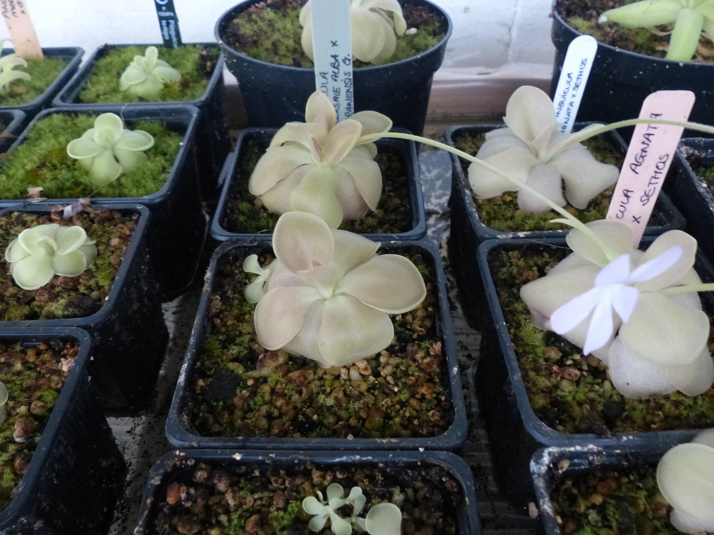 ehlersia alba x moranensis G.JPG