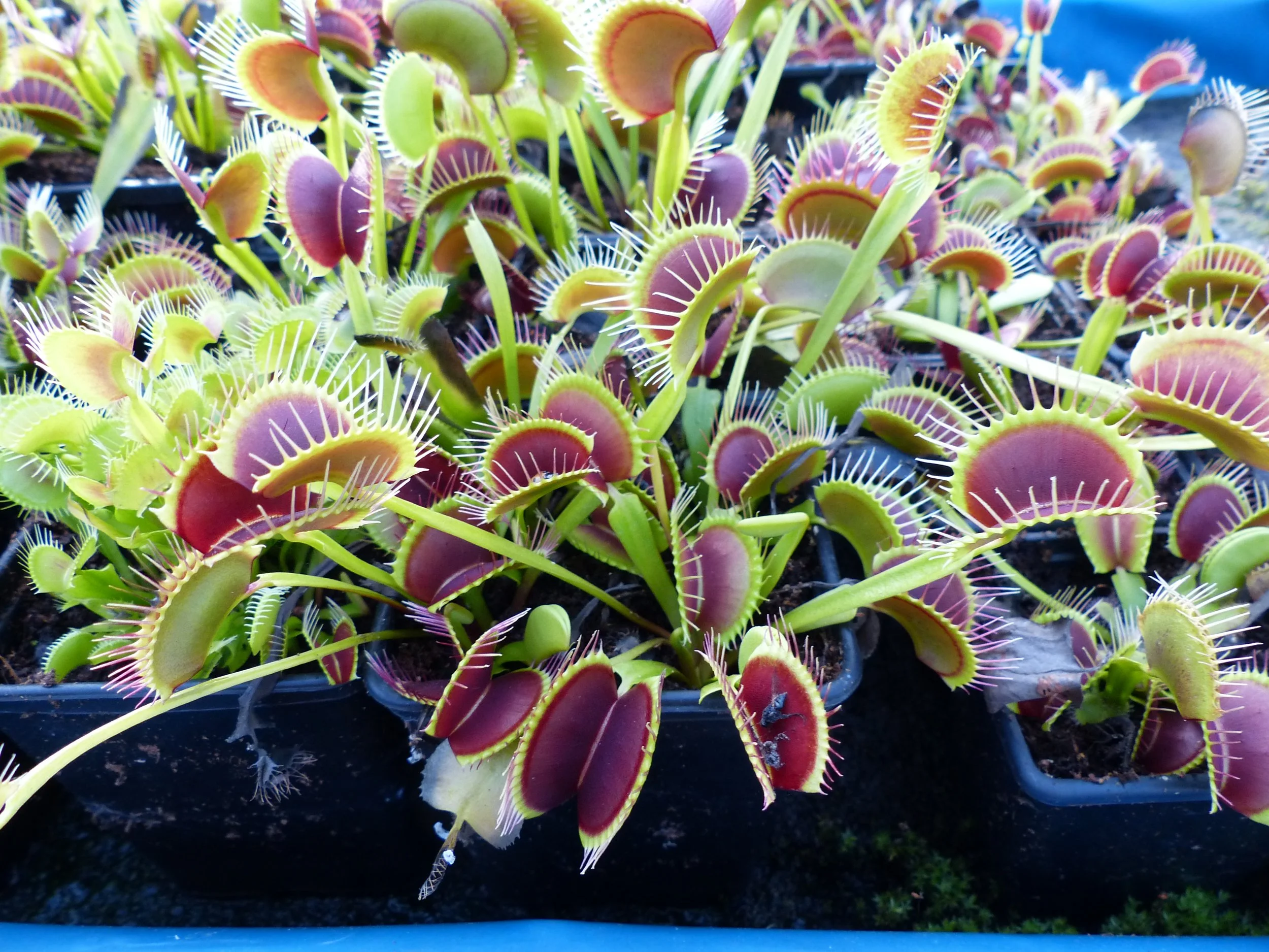 Dionaea - Dirk Ventham's Giant.