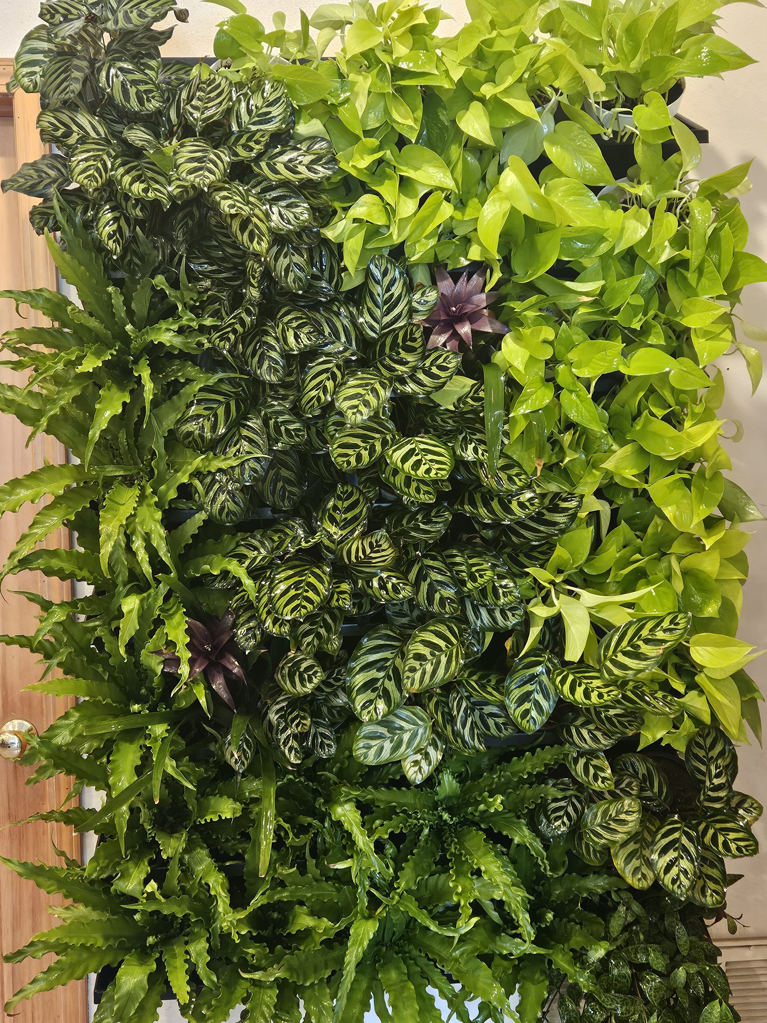 midori-green-wall-office-1.jpg