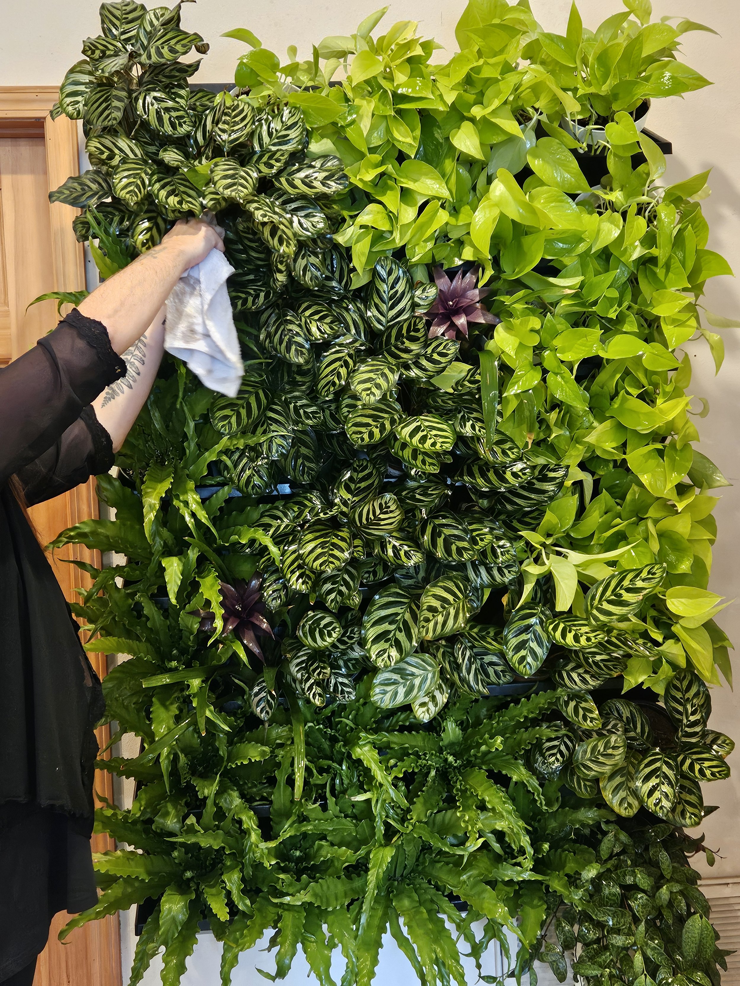midori-green-wall-office-2.jpg