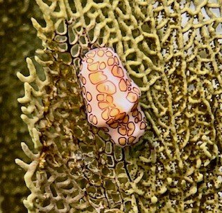 A small nudibranch sea slug with pink and orange patterns on a coral reef.