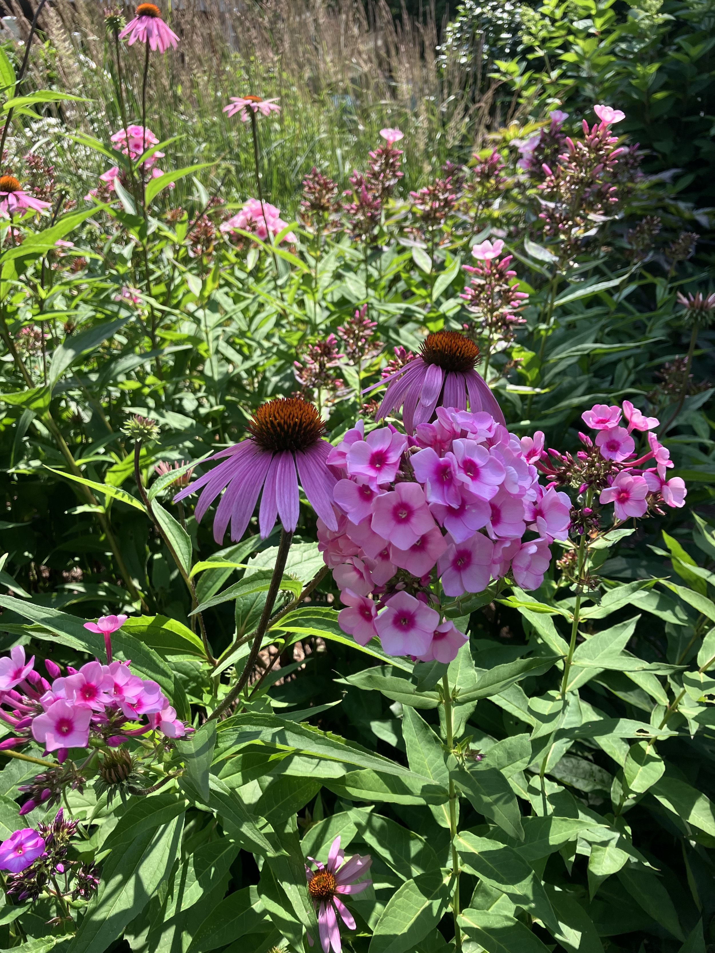 IMG_7525.jpeg