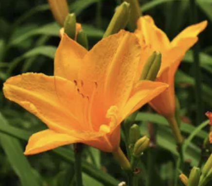 Garden Therapy Project: Ronald McDonald House