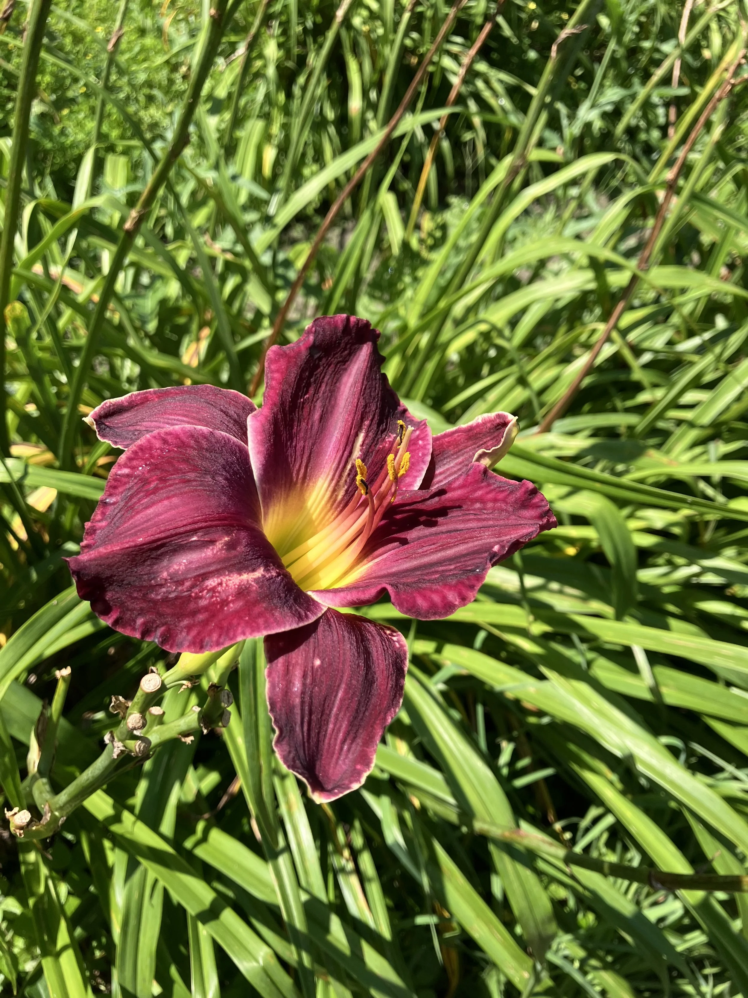 IMG_7768.jpeg