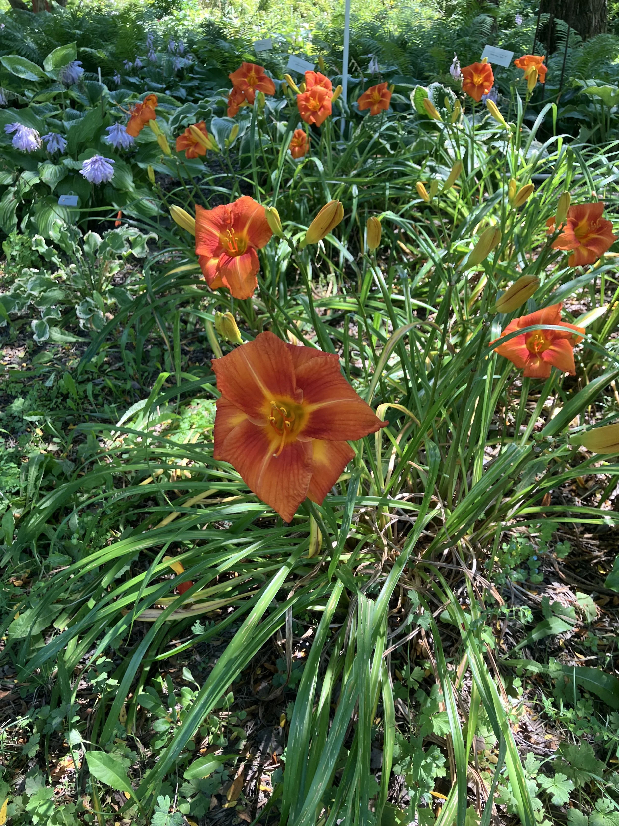 IMG_7778.jpeg