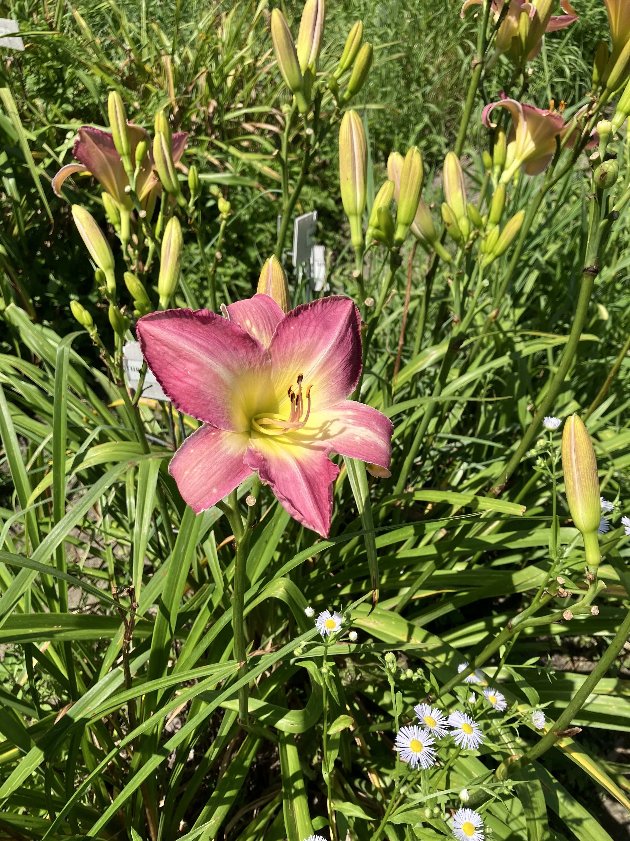 IMG_7769.jpeg