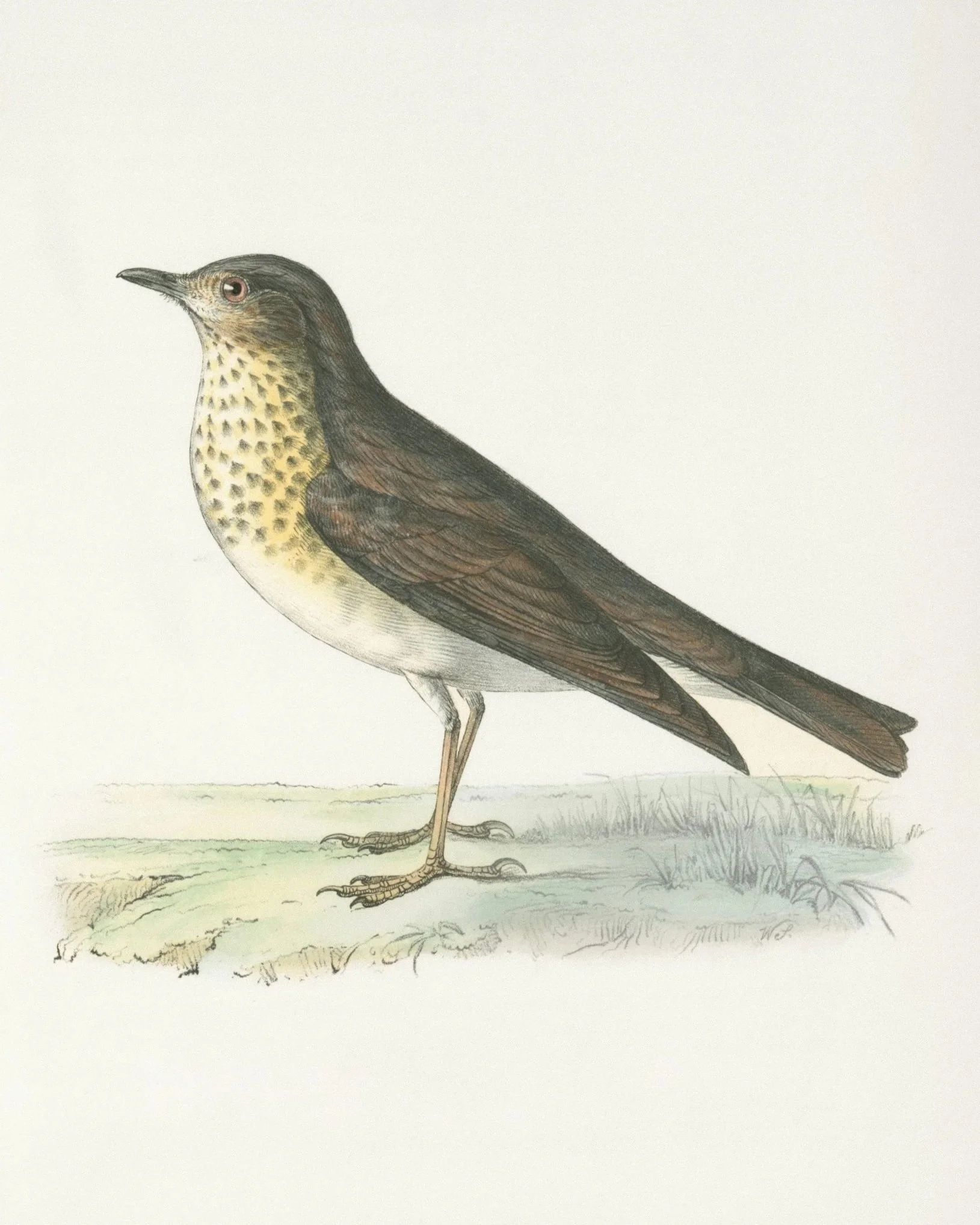 The World of Birds: Nature Finds a Way