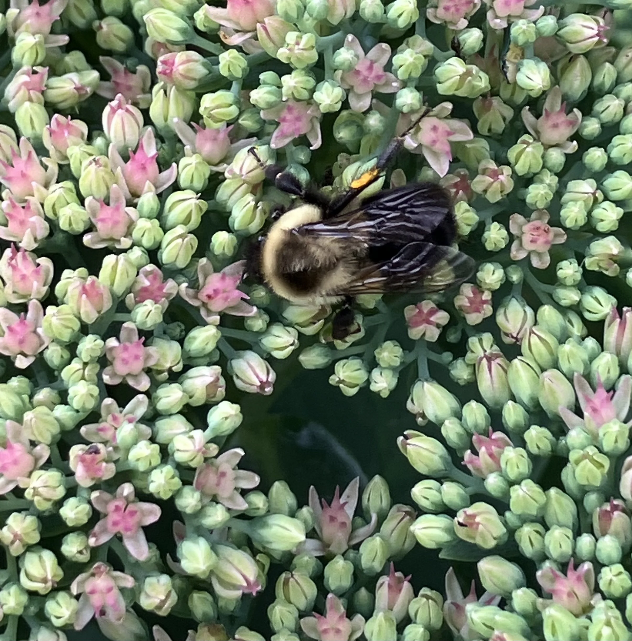 Landscape Design for Pollinators