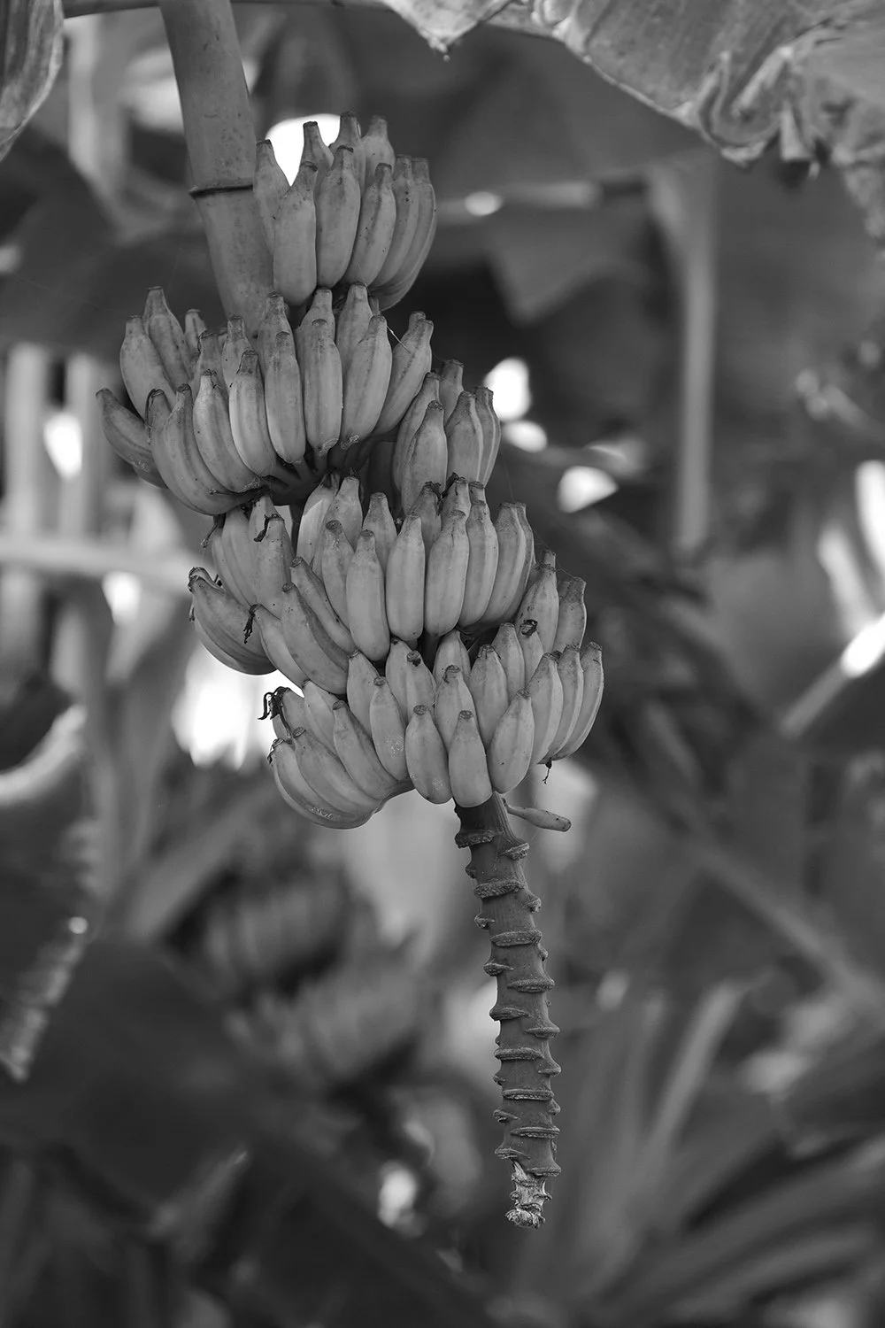 Ripe crop.jpg