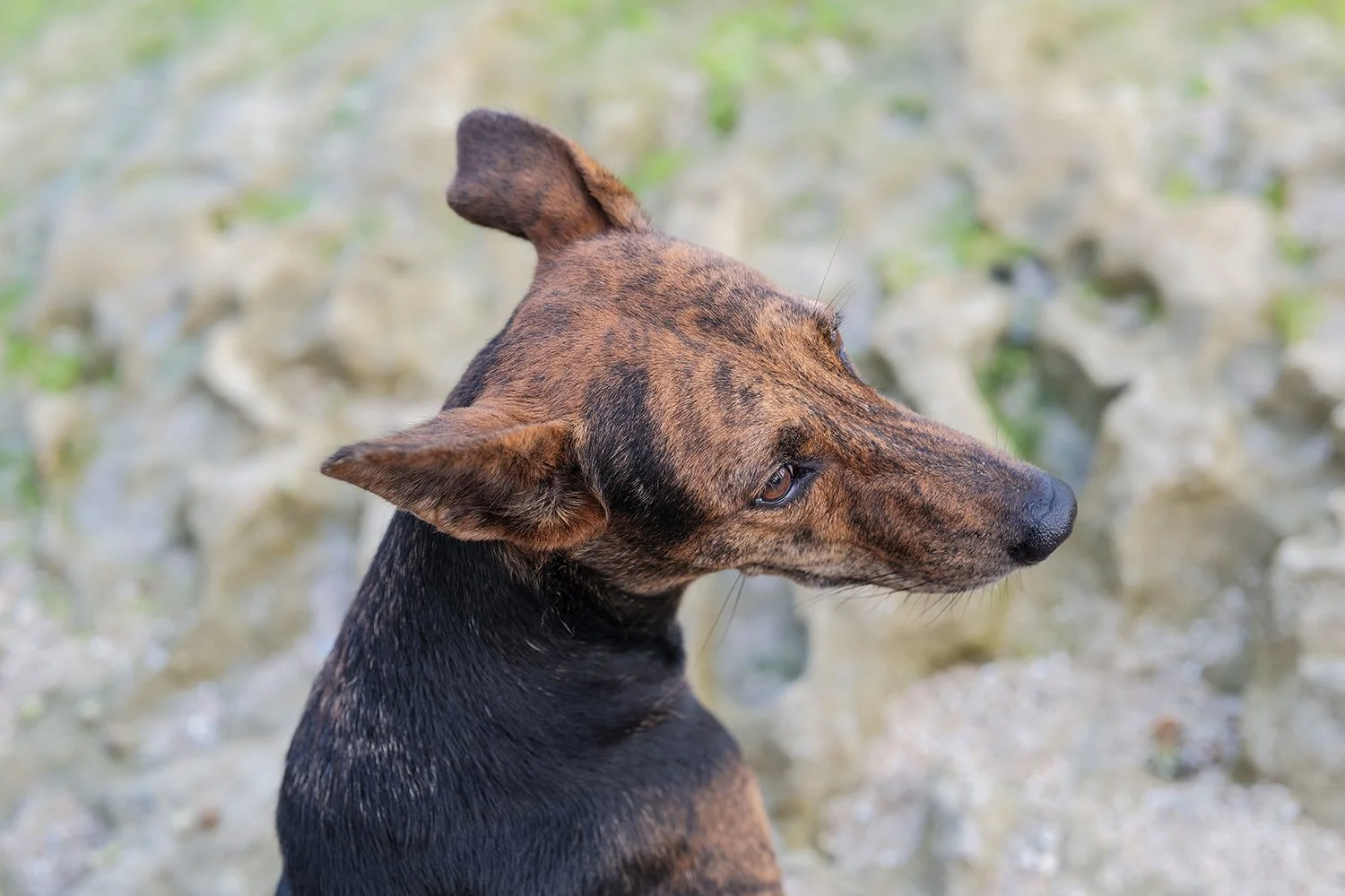 Beach Dogo.jpg