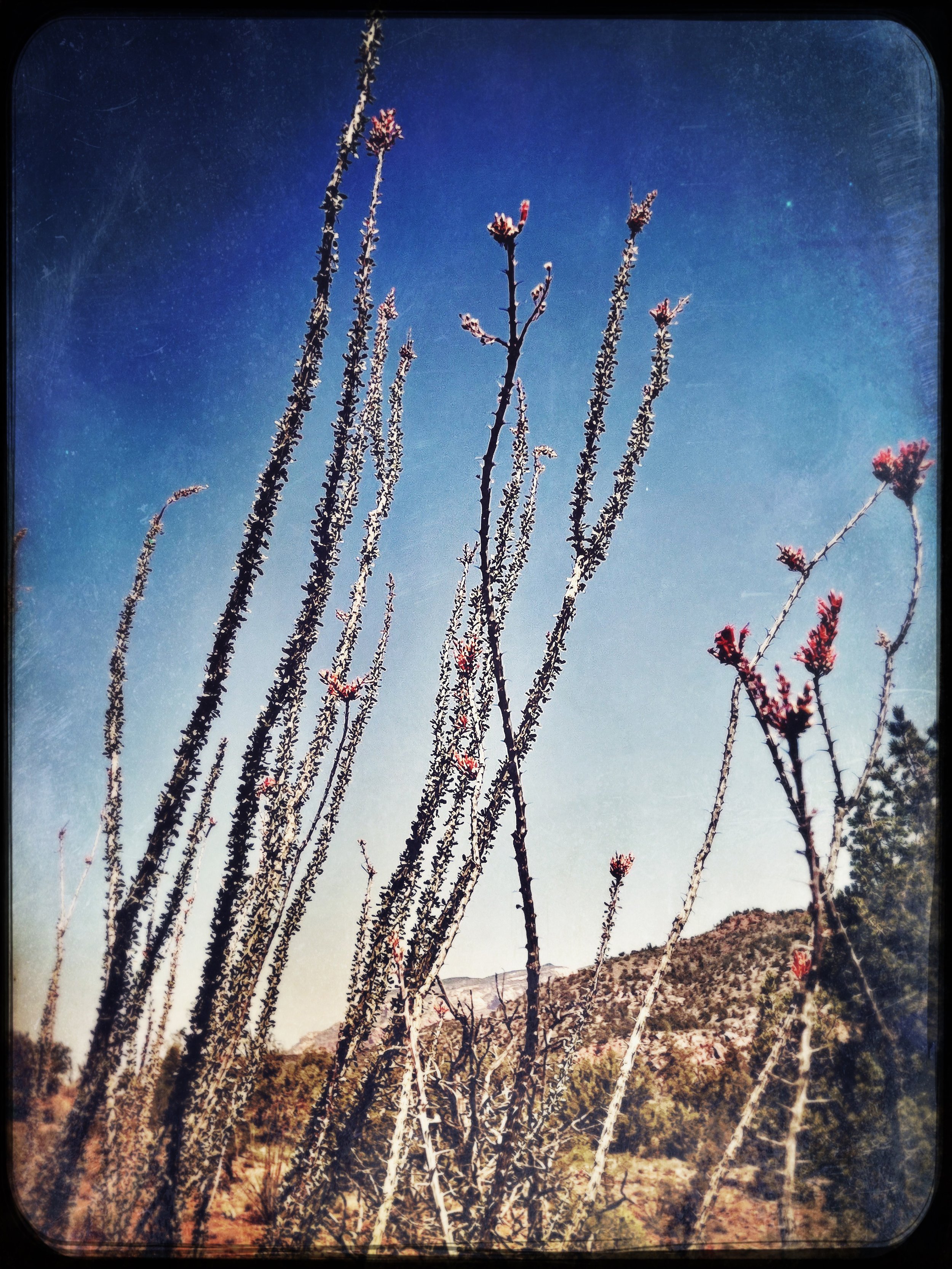 Thelonglifeofanocotillo.jpg