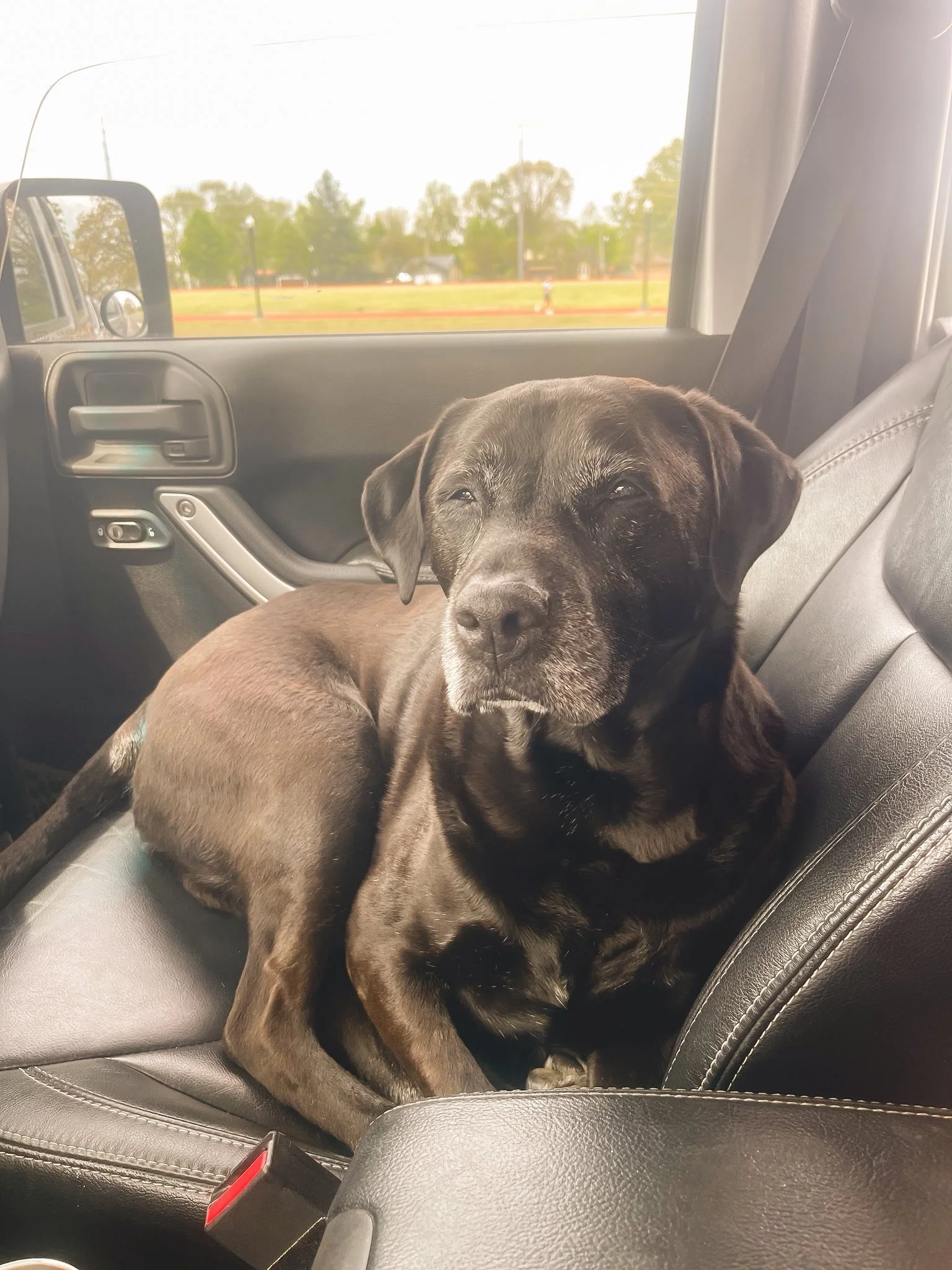 A black dog with gray fur on its face lying on the front passenger seat of a vehicle, looking at the camera. The background shows a park and trees through the vehicle window.
