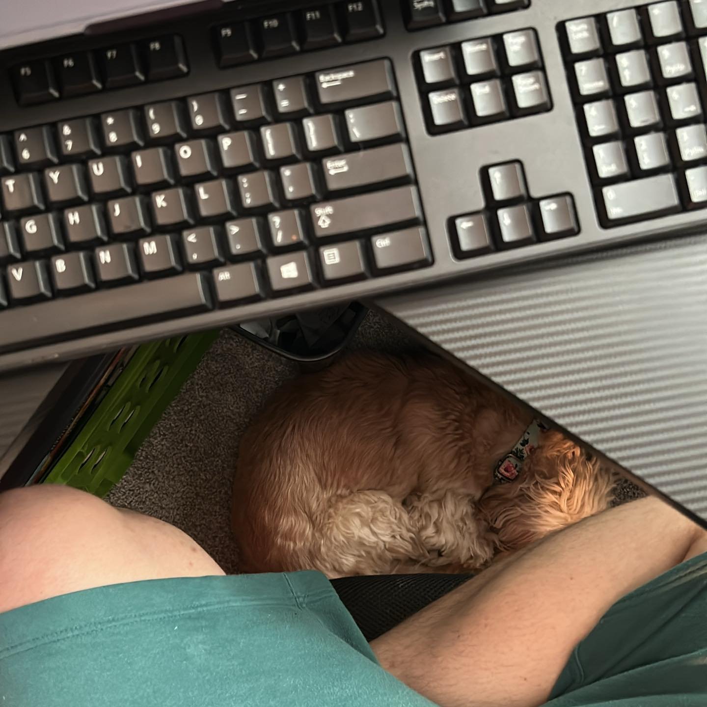 why does she always insist on this being her spot while I’m working? 😂