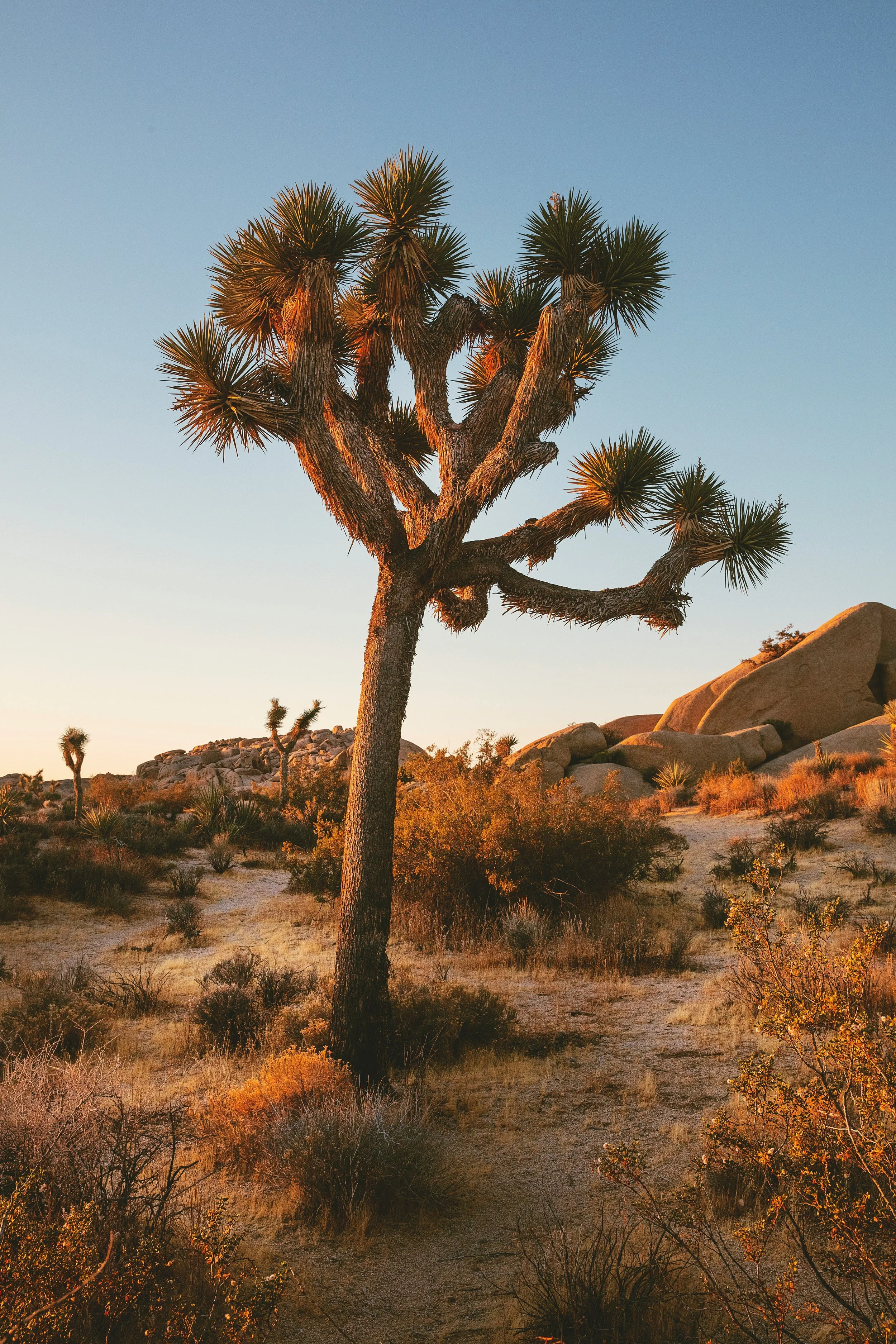 Joshua Tree