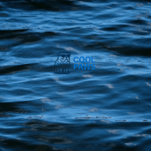 Calm blue water with a logo of a dog wearing sunglasses and the text "Cool Paws" in the center