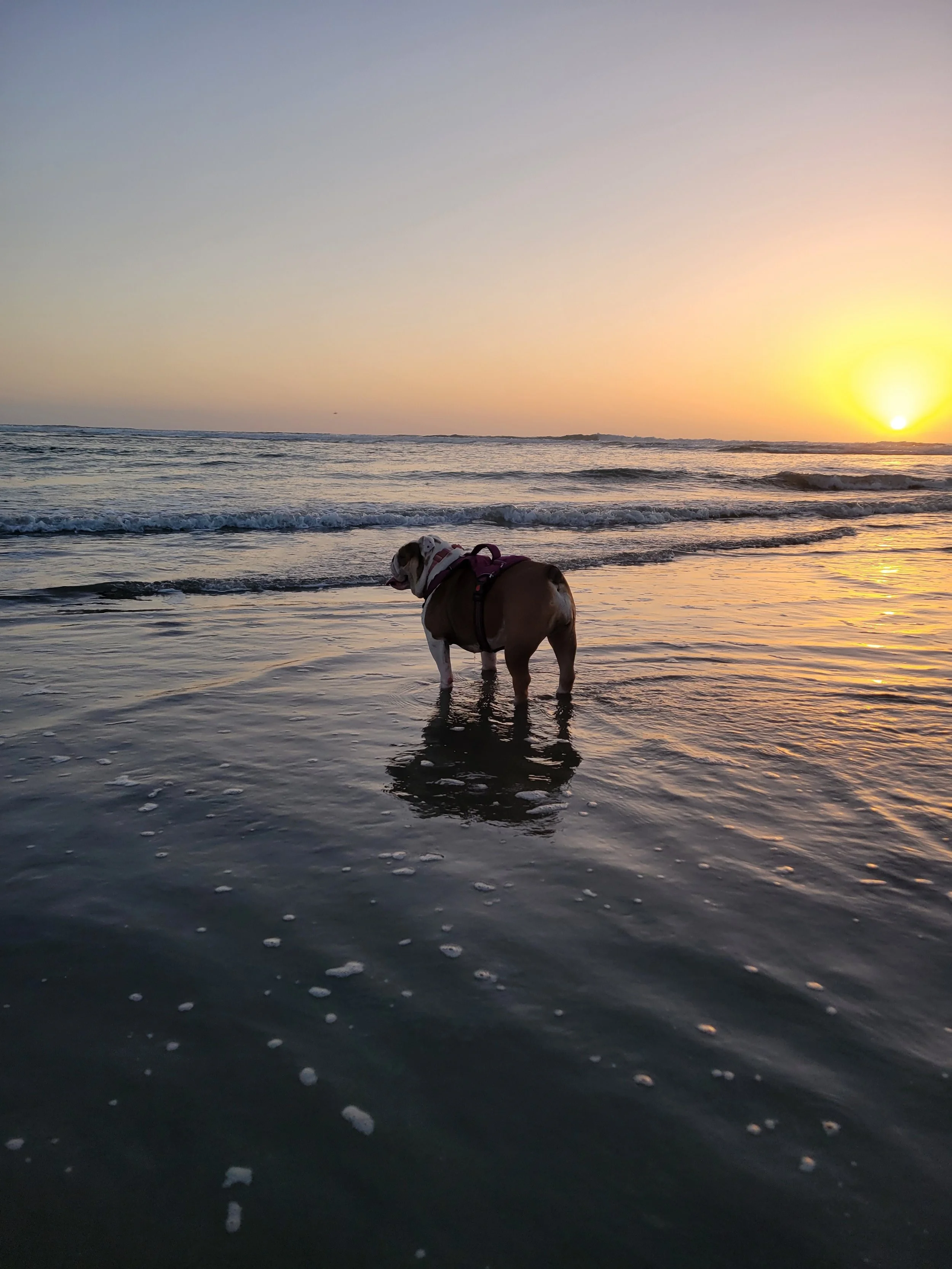 Dog standing in shallow ocean water during sunset.