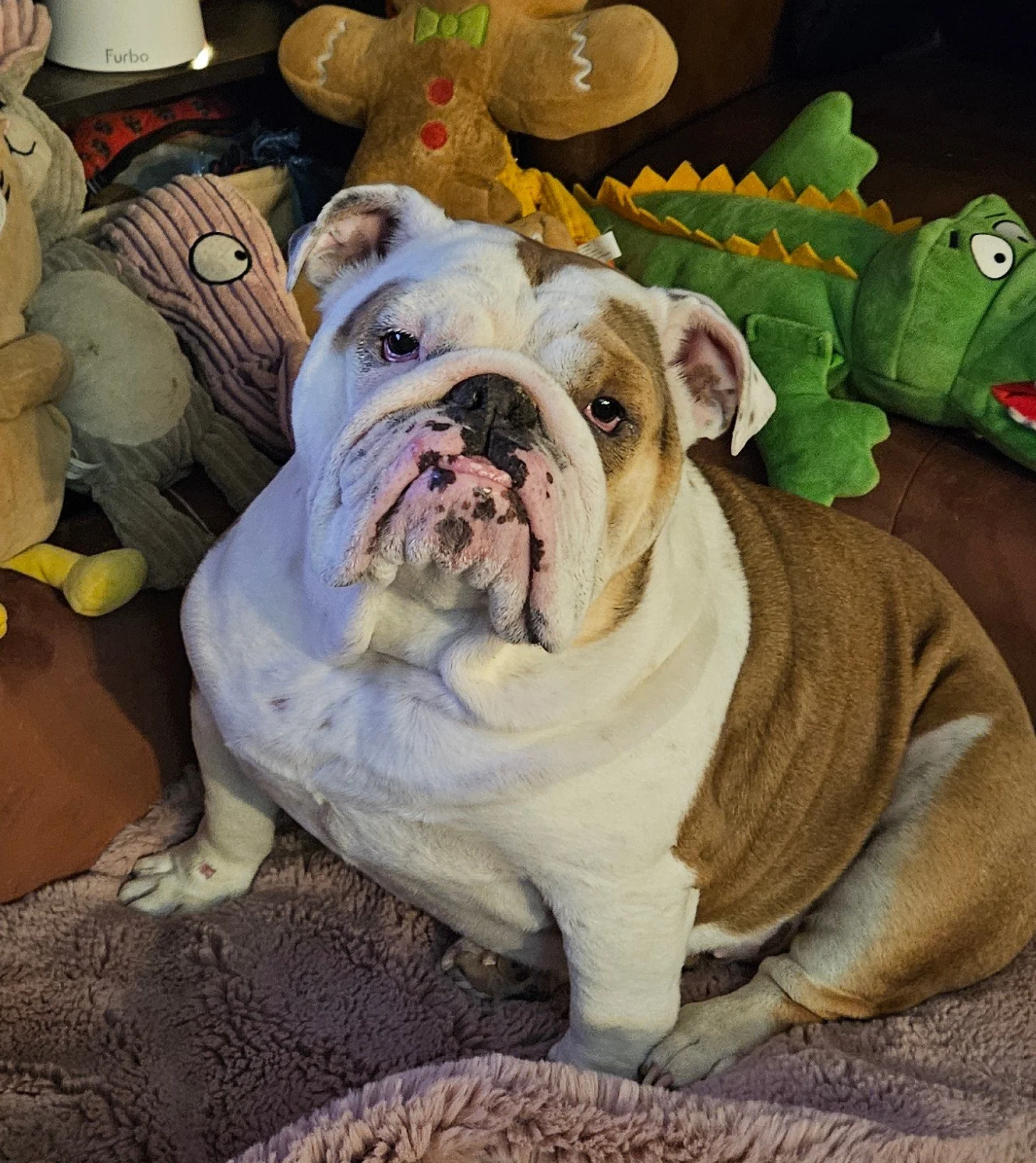 A bulldog sitting on a cozy blanket, surrounded by plush toys shaped like animals, including a crocodile and a gingerbread man.
