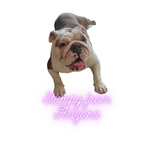 An adorable bulldog puppy standing on a purple sign that reads 'Stumpy from Arizona'.