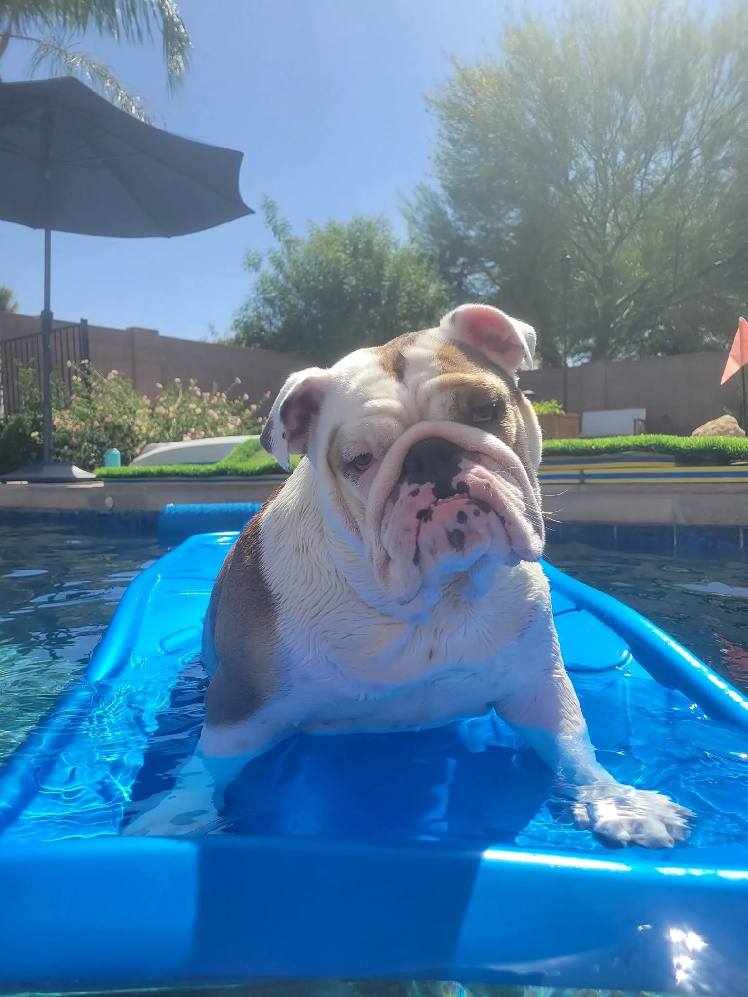 An adorable bulldog puppy sitting on a small float in a backyard swimming pool on a sunny day.