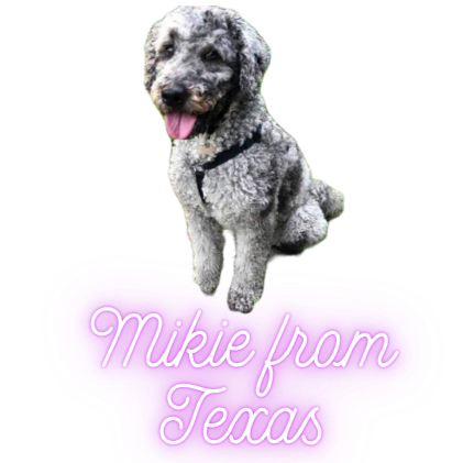 A gray curly-haired dog with a black collar sitting with a pink tongue out, above a pink sign that reads "Mikie from Texas."
