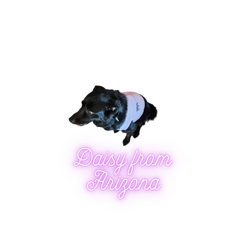 Black dog wearing a blue sweater with a pink sign that says 'Daisy from Arizona'.