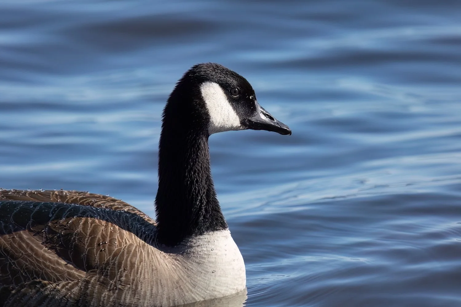 The Canada Goose