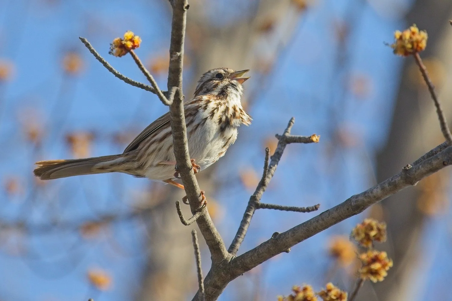 The Song Sparrow