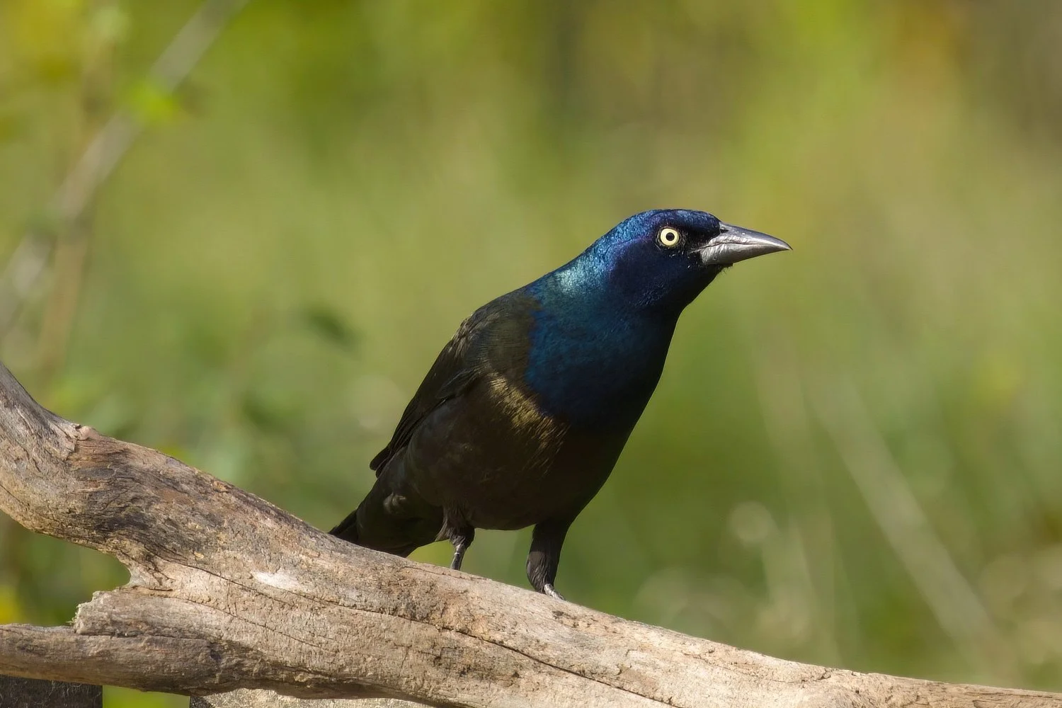 The Common Grackle