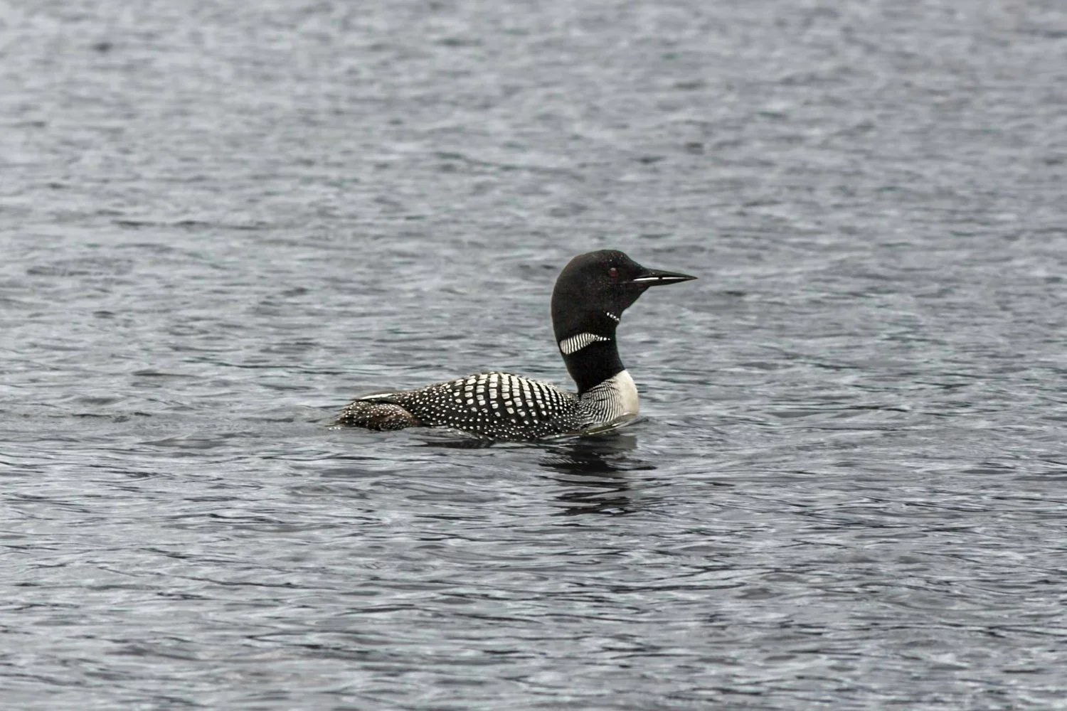 The Common Loon